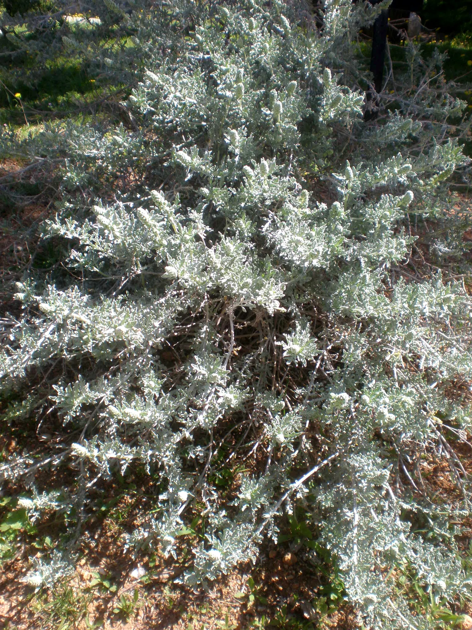 Burrobush (Ambrosia Dumosa) — is a perennial shrub native to the arid deserts of the Southwest United States