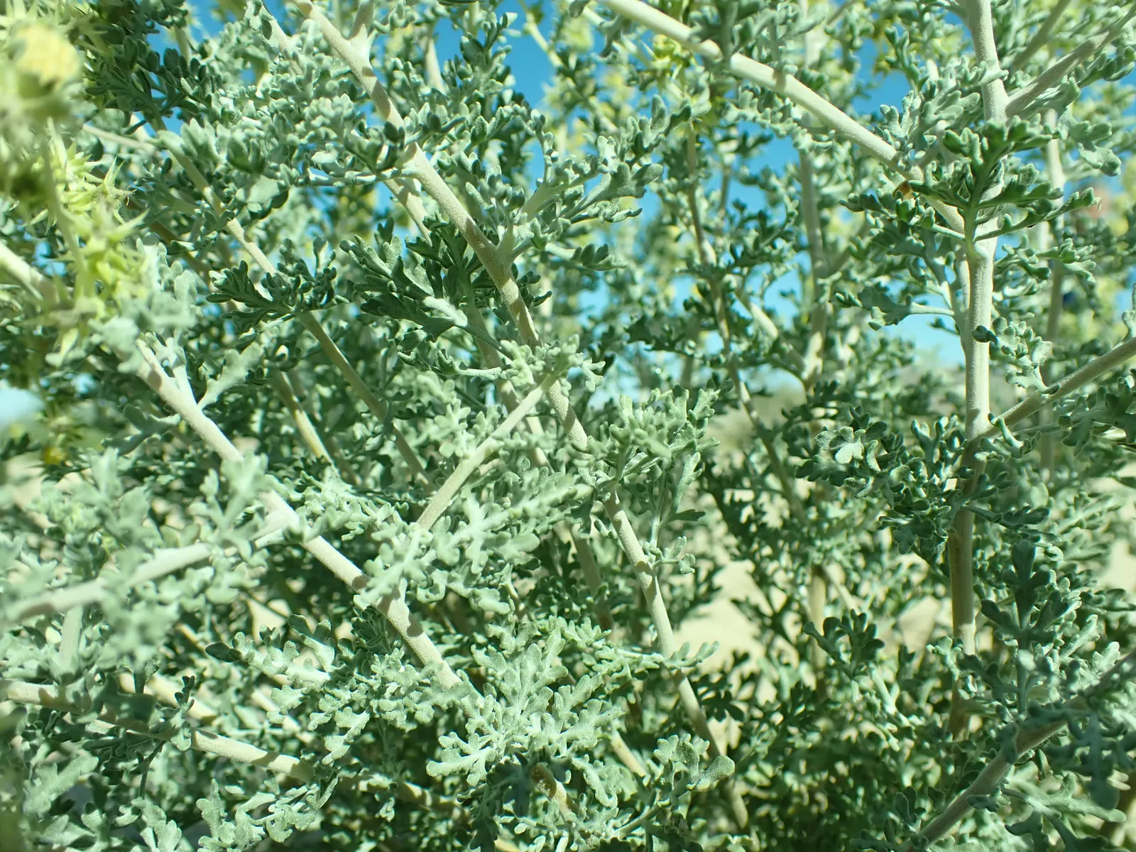 Burrobush (Ambrosia Dumosa) — Adapted to thrive in USDA hardiness zones 7 through 11