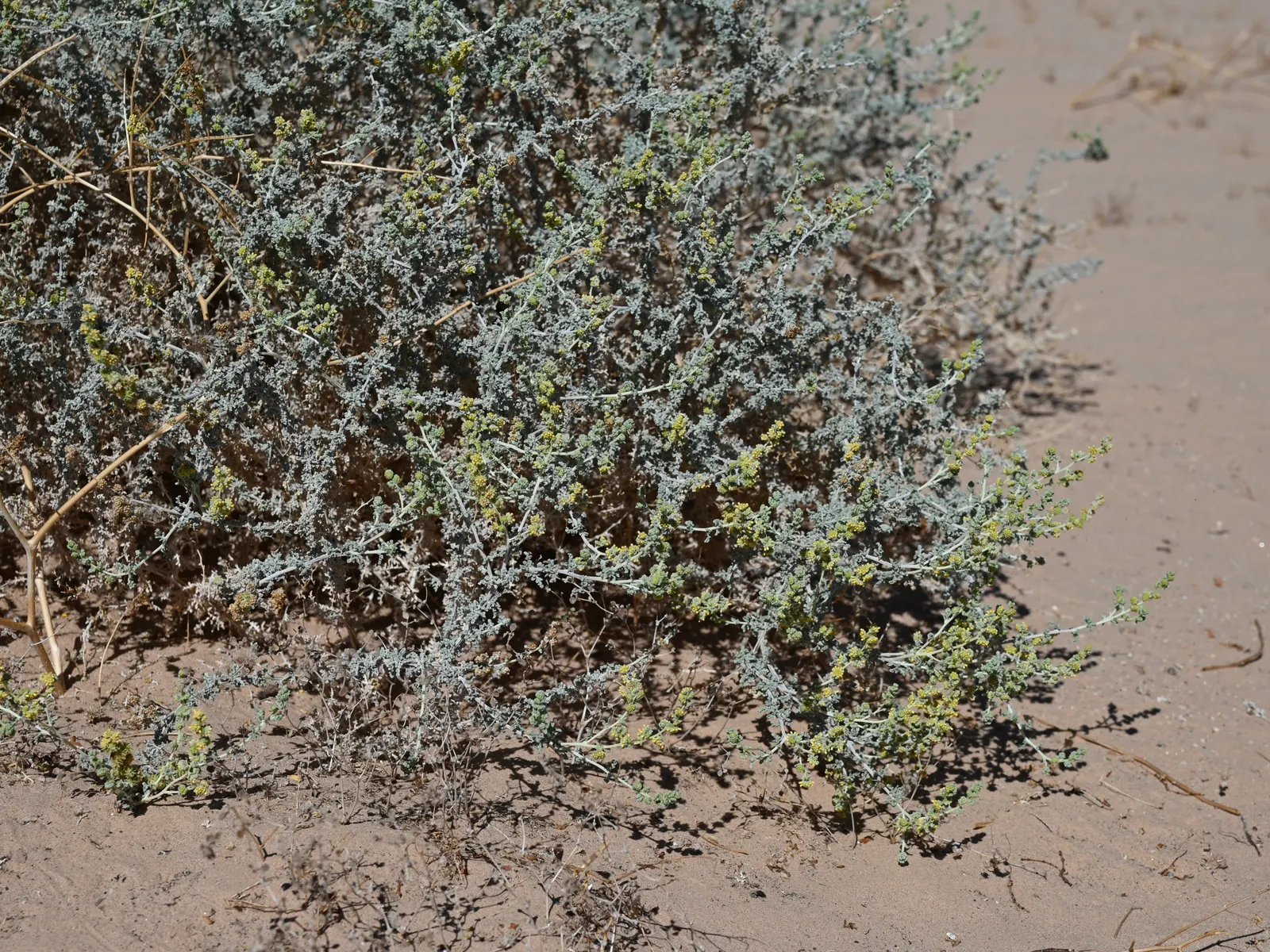 Burrobush (Ambrosia Dumosa) — Its dense roots stabilize soil, making it ideal for xeriscaping