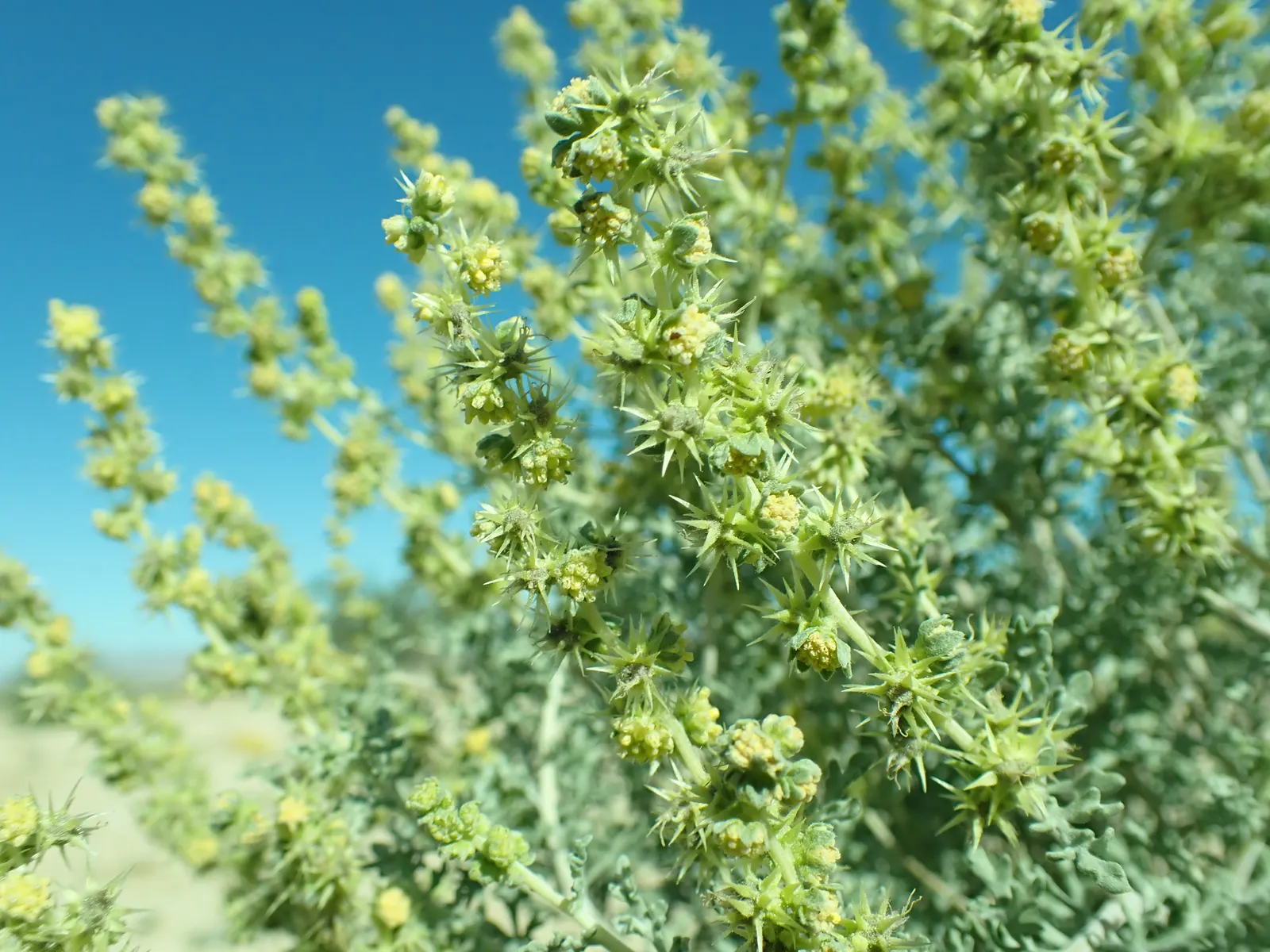 Burrobush (Ambrosia Dumosa) — rounded profile up to 2 feet tall and spanning 4 feet wide