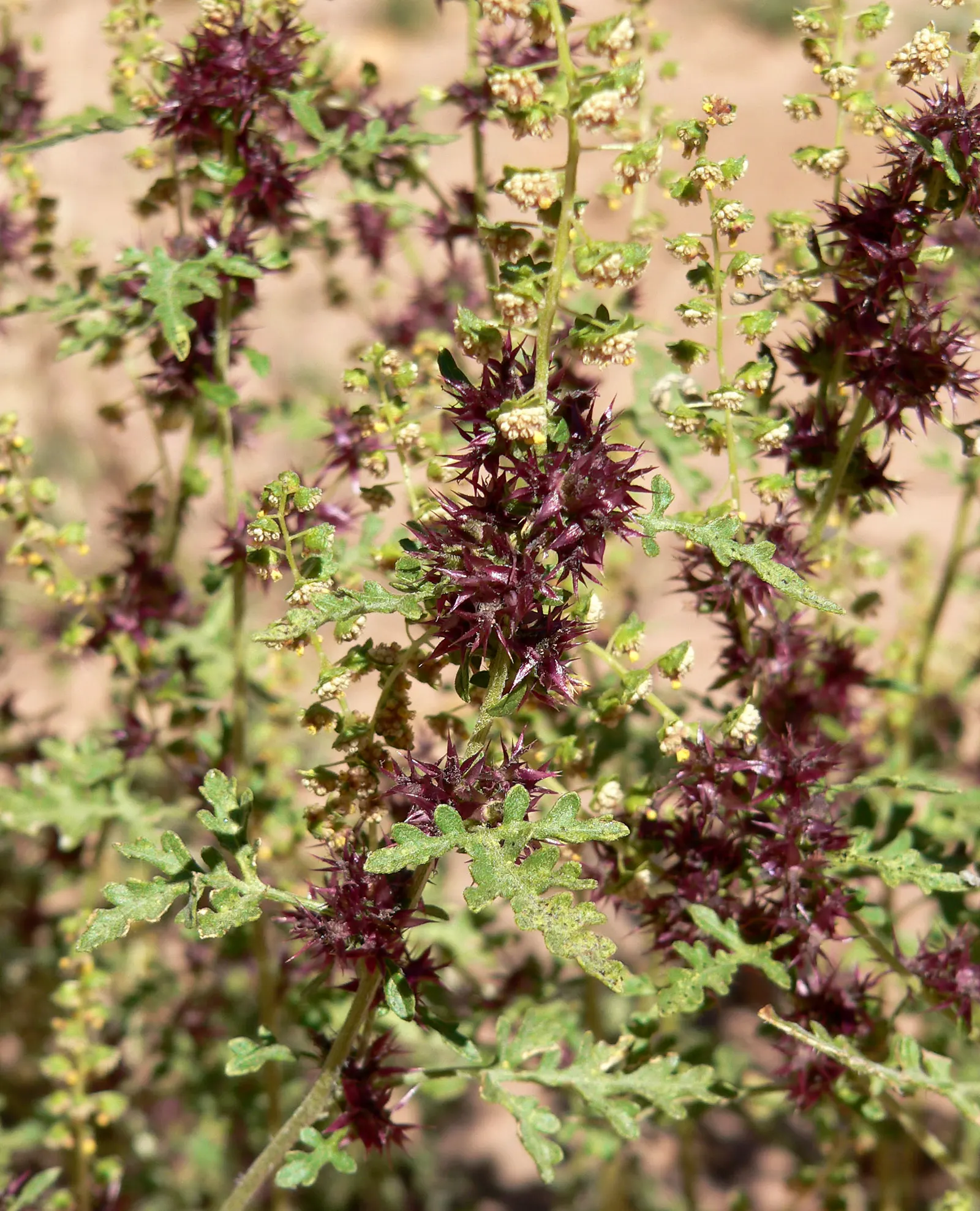 Burrobush (Ambrosia Dumosa) — is a perennial shrub native to the arid deserts of the Southwest United States; commonly referred to as the Burrobush