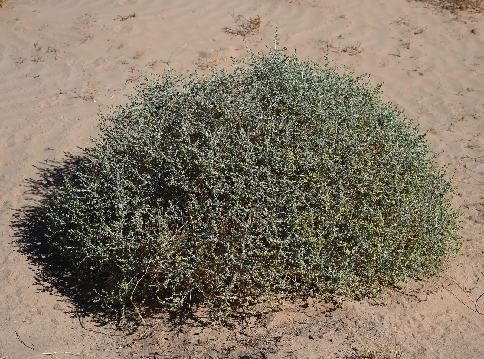 Burrobush (Ambrosia Dumosa) — the plant is also known for its allergy-friendly properties