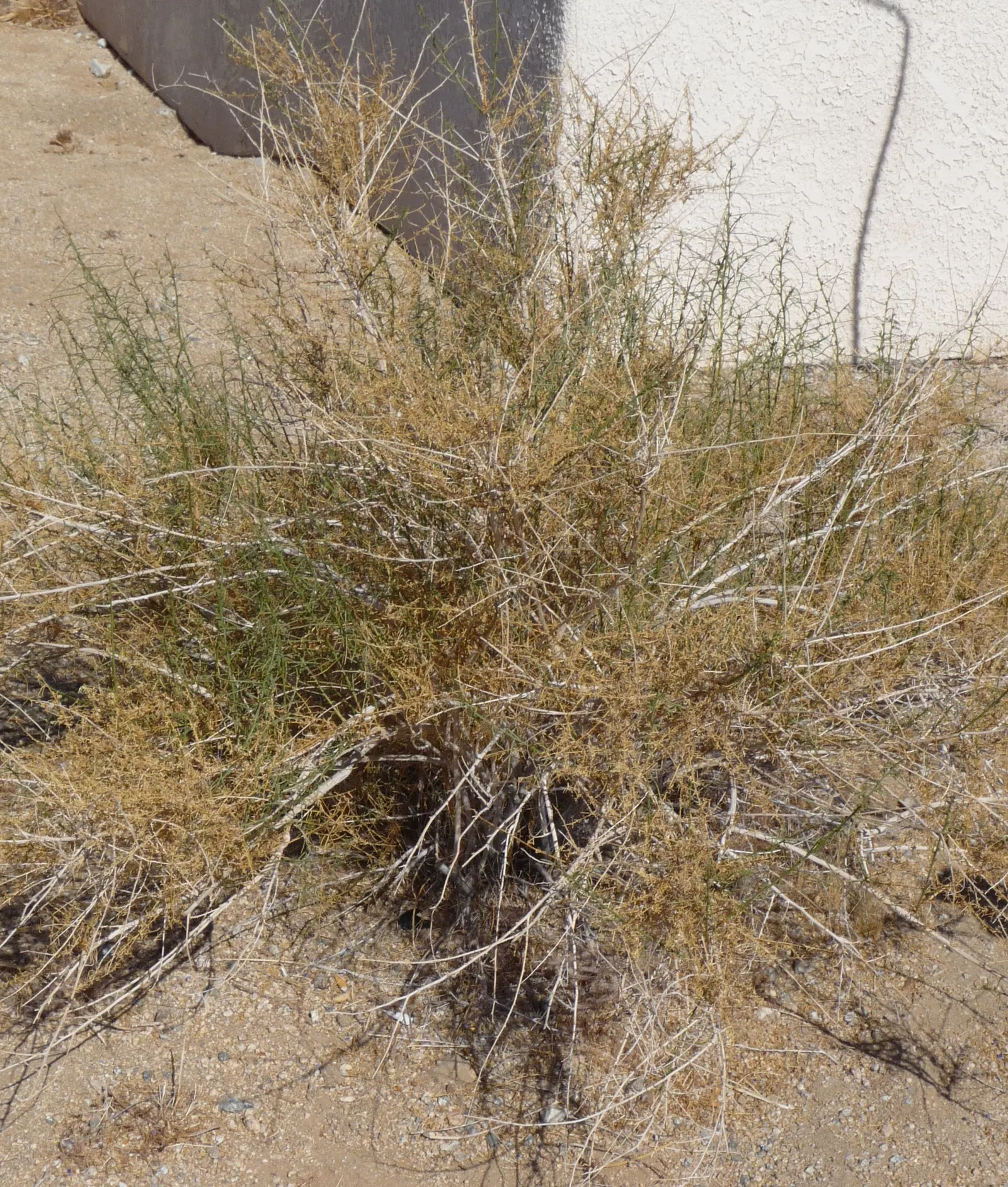 Burrobush (Ambrosia Dumosa) — Distinctive for its allergenic pollen, placement should consider potential sensitivities; meaning it has male and female flowers