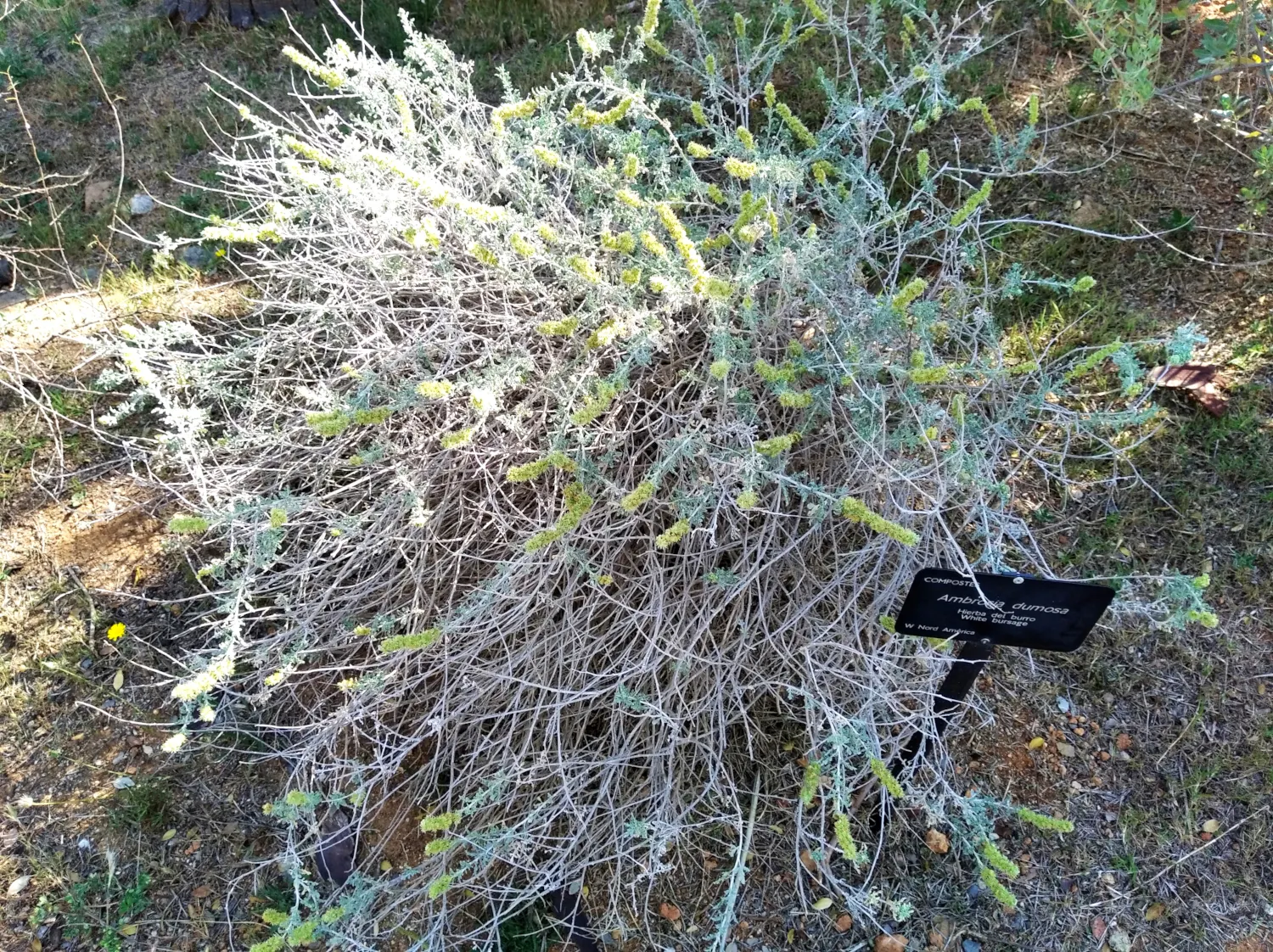 Burrobush (Ambrosia Dumosa) — red and yellow flowers in the garden