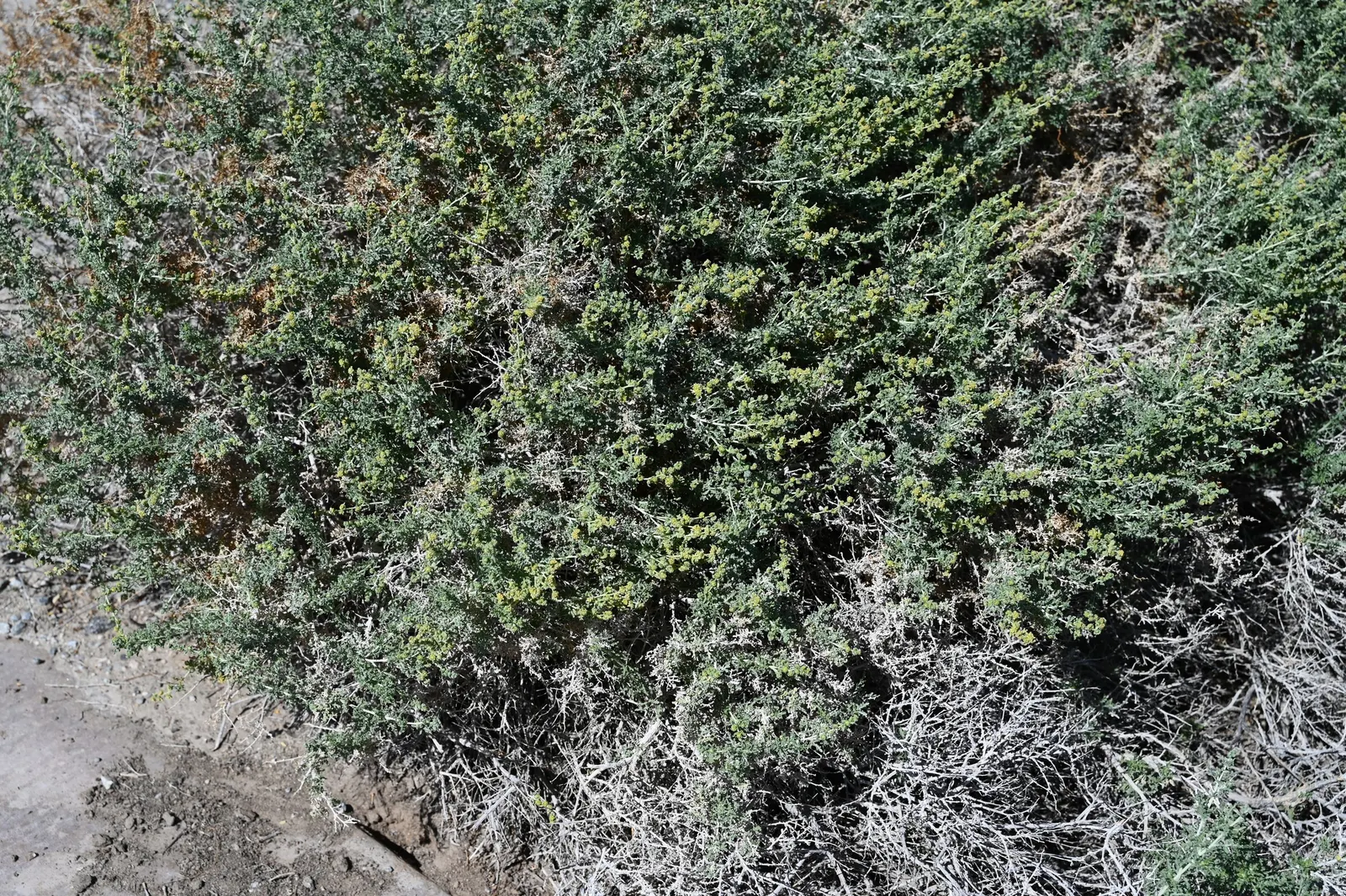 Burrobush (Ambrosia Dumosa) — It blooms from early spring to late summer