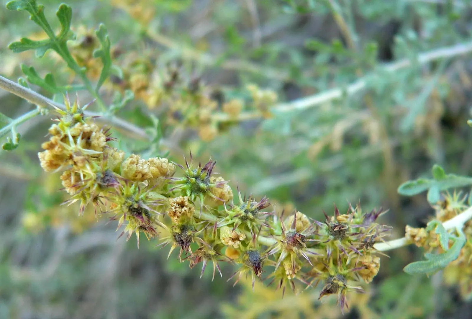 Burrobush (Ambrosia Dumosa) — as it produces little to no airborne pollen; the plant is also known for its allergy-friendly properties