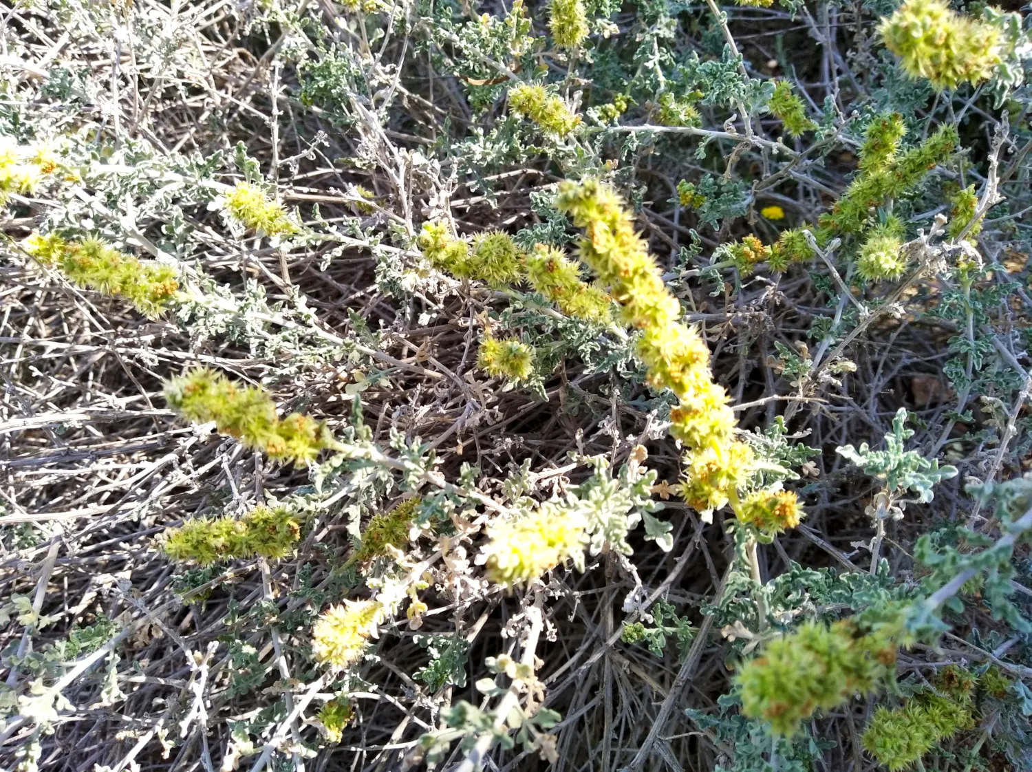 Burrobush (Ambrosia Dumosa) — and requires a male and female plant in proximity for seed production.<br><br>For landscape design
