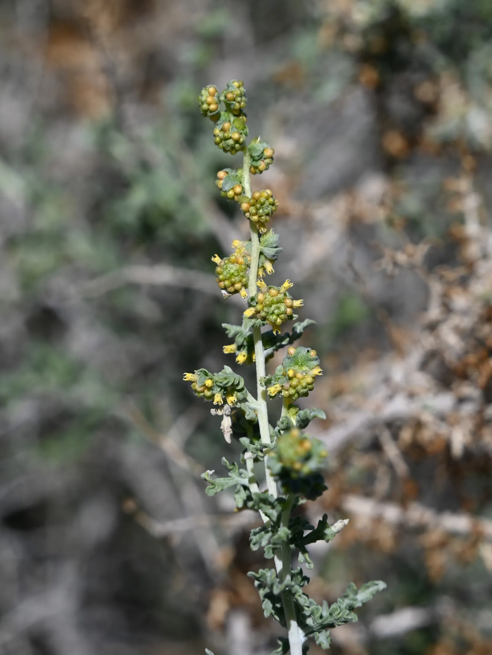 Burrobush (Ambrosia Dumosa) — Its dense roots stabilize soil, making it ideal for xeriscaping; distinctive for its allergenic pollen, placement should consider