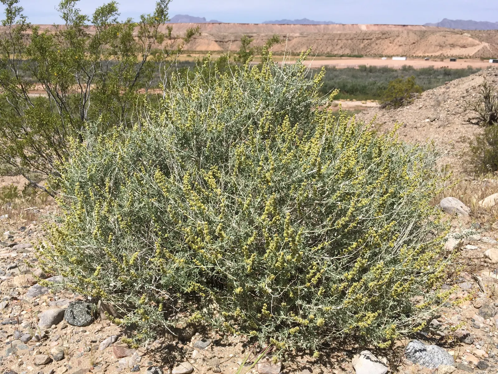 Burrobush (Ambrosia Dumosa) — commonly referred to as the Burrobush; shrub with red and yellow blooms, image 46