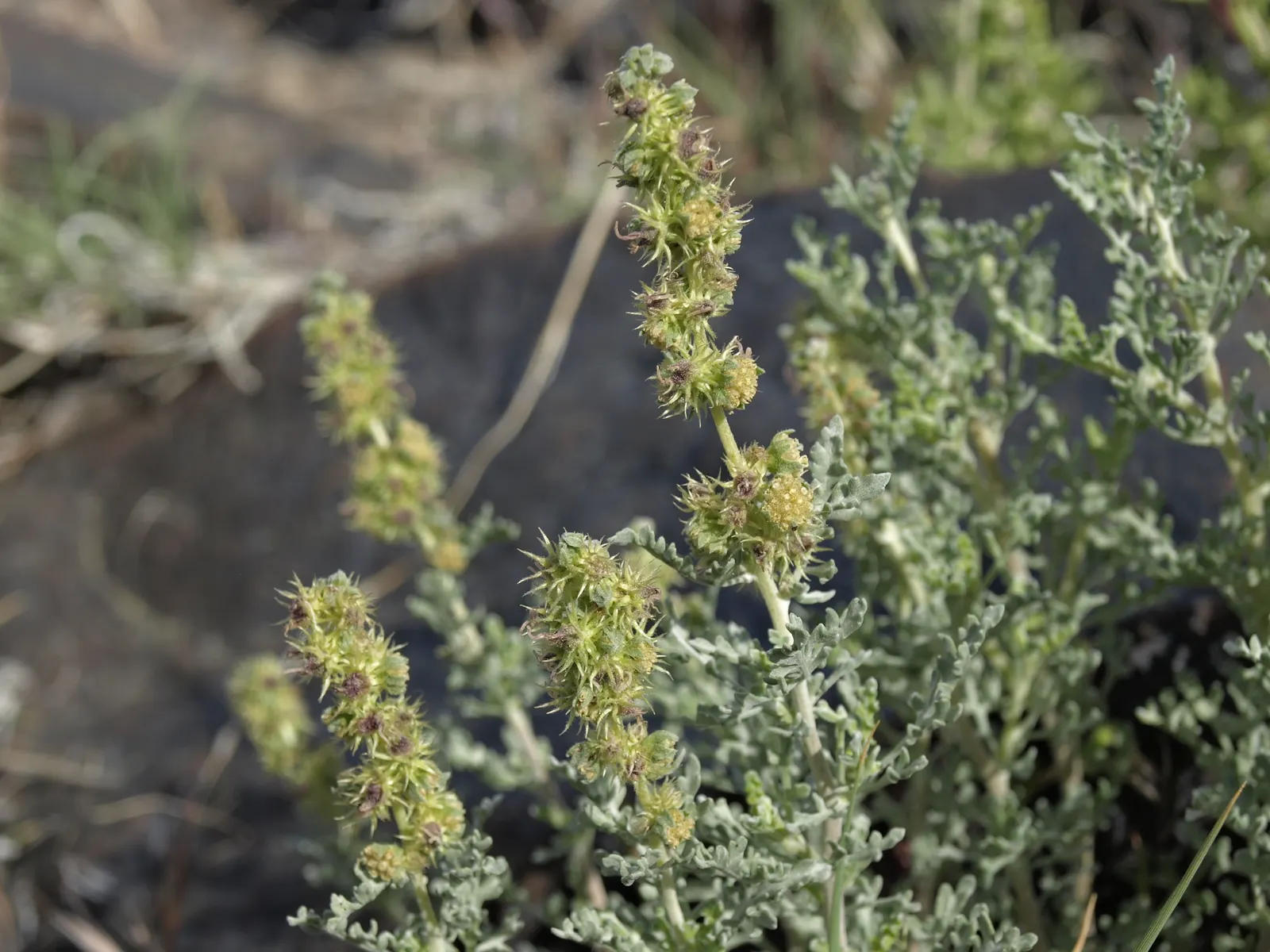 Burrobush (Ambrosia Dumosa) — It blooms from early spring to late summer; it's critical to situate the Burrobush in an environment with full sunlight and