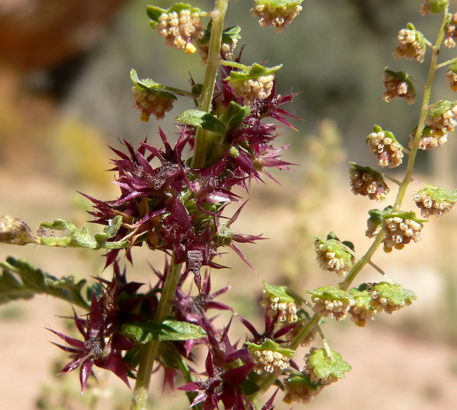 Burrobush (Ambrosia Dumosa) — Distinctive for its allergenic pollen, placement should consider potential sensitivities; meaning it has male and, image 45