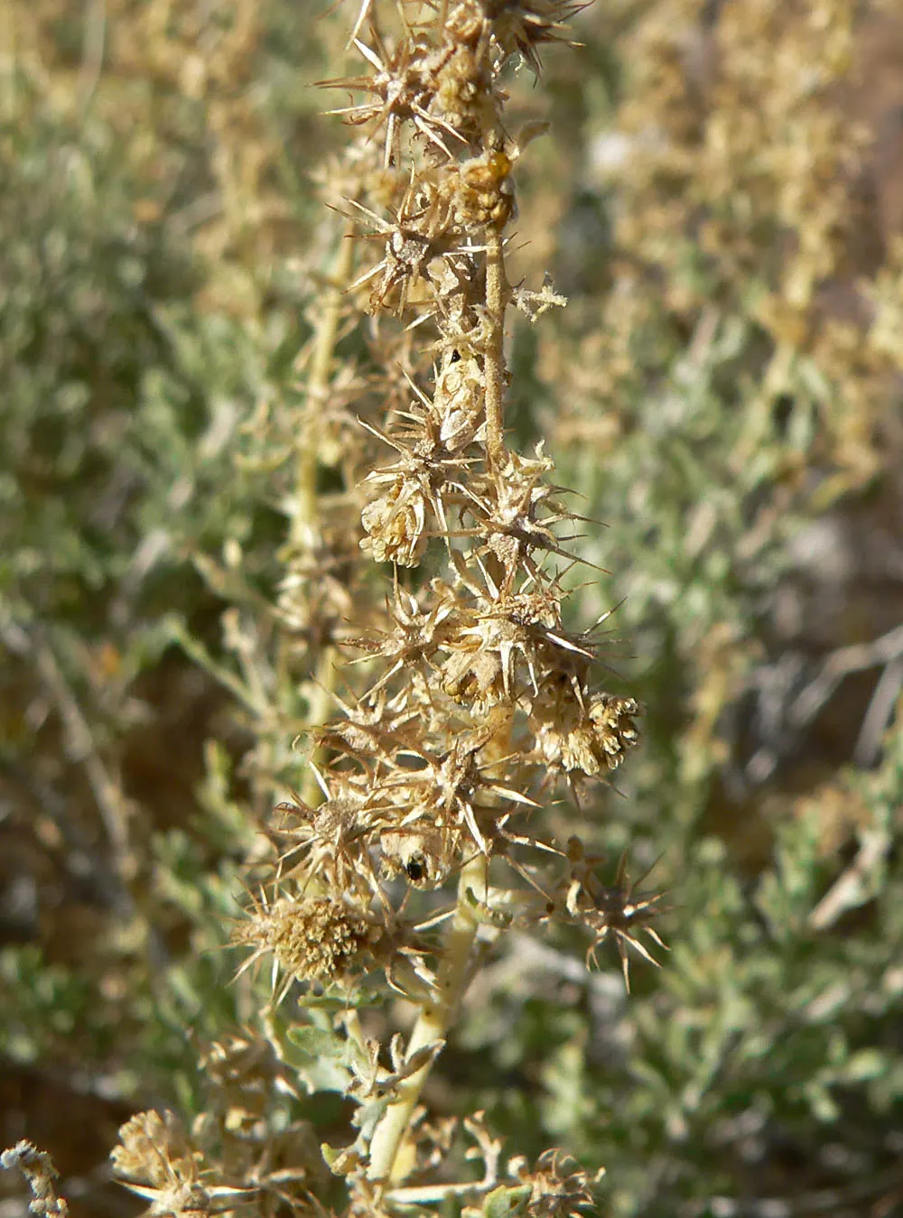 Burrobush (Ambrosia Dumosa) — Its dense roots stabilize soil, making it ideal for xeriscaping; distinctive for its allergenic pollen, placement, image 44
