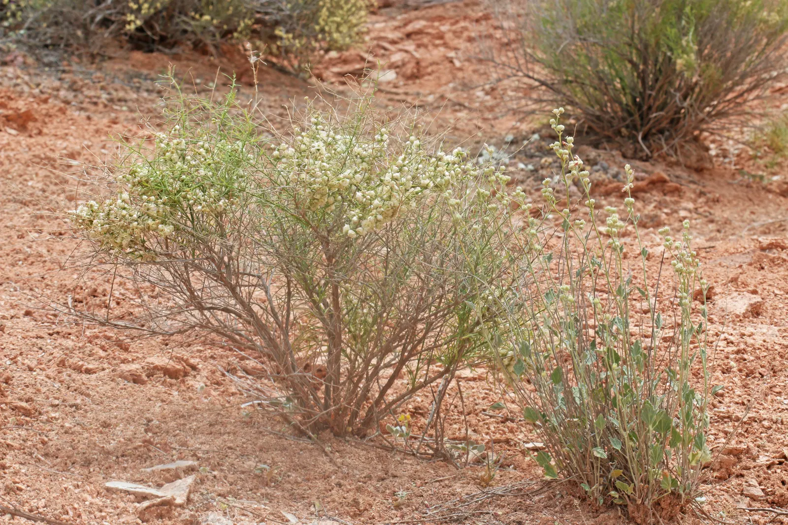 Burrobush (Ambrosia Dumosa) — Adapted to thrive in USDA hardiness zones 7 through 11; and requires a male and female plant in proximity for seed