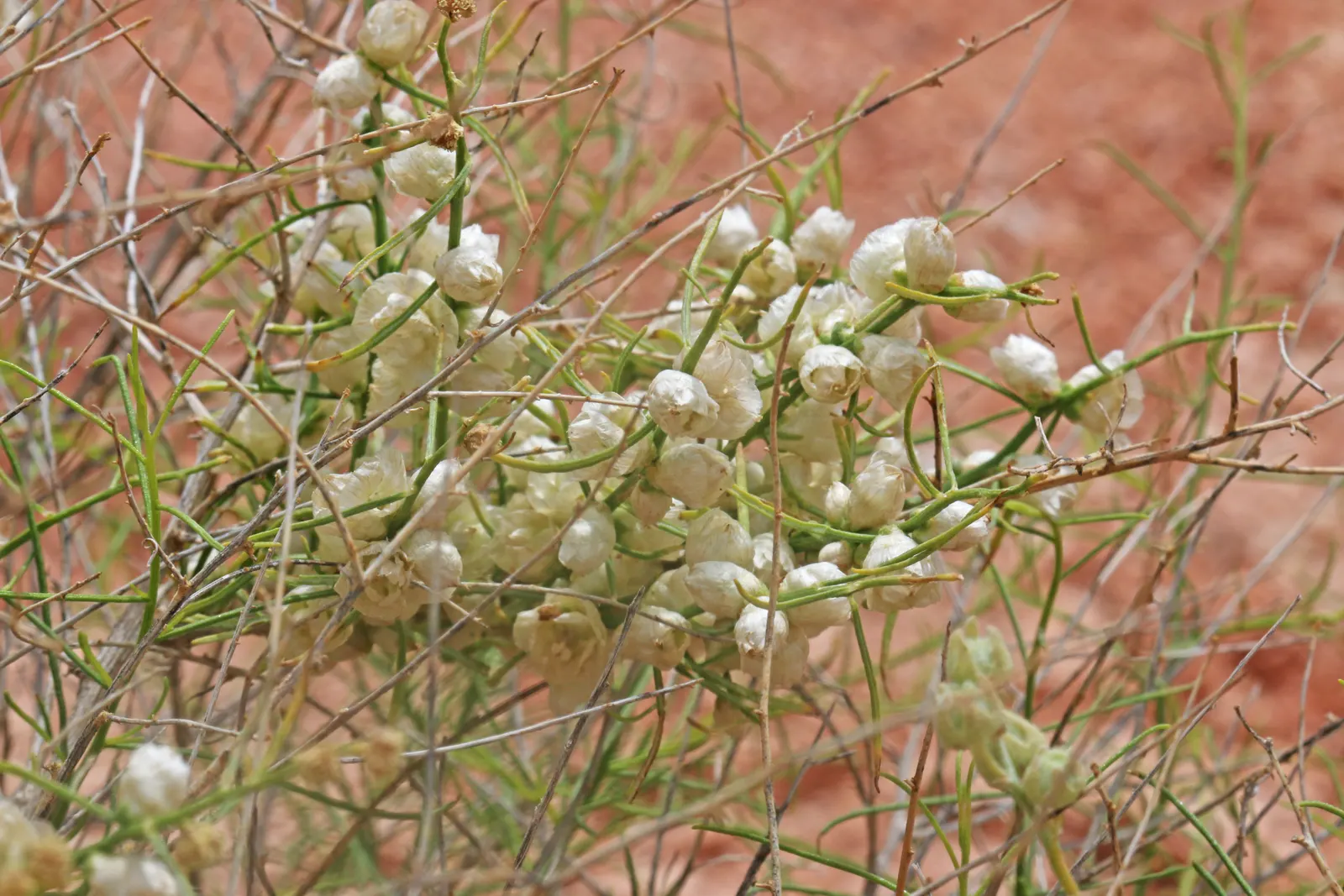 Burrobush (Ambrosia Dumosa) — yet visually appealing vegetation; this deciduous shrub features fine, gray-green foliage with inconspicuous blooms
