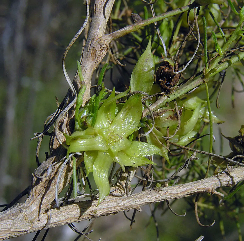 Burrobush (Ambrosia Dumosa) — rounded profile up to 2 feet tall and spanning 4 feet wide; its dense roots stabilize soil, making it ideal for, image 41