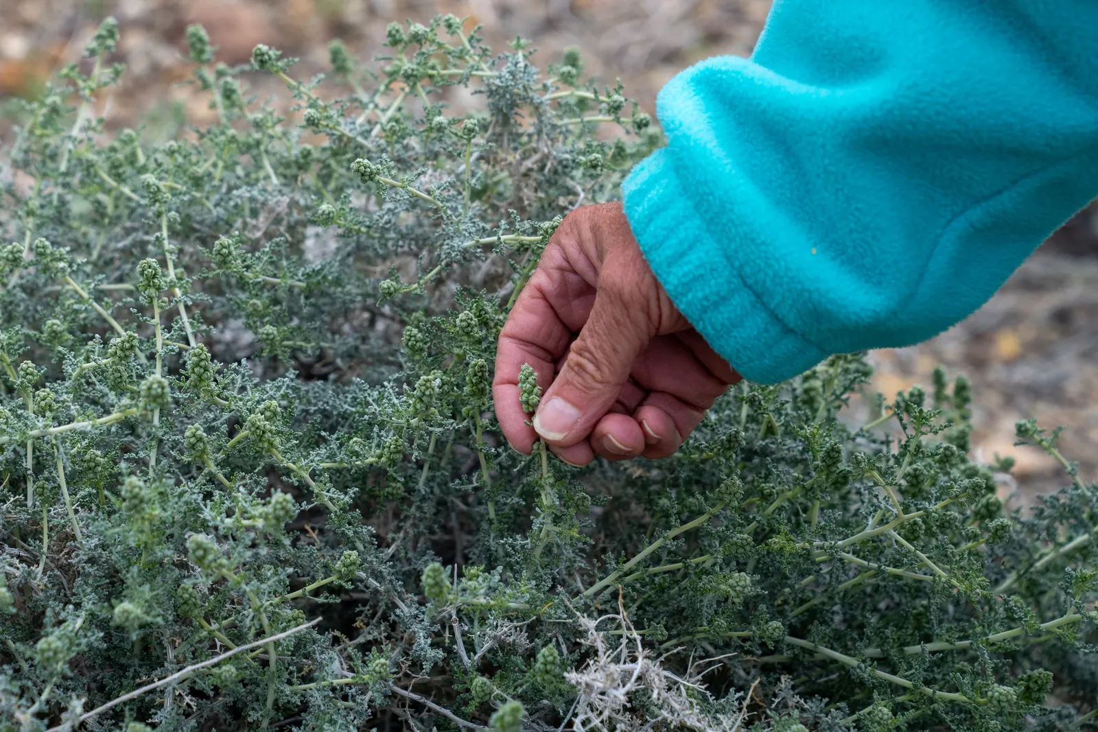 Burrobush (Ambrosia Dumosa) — shrub for full