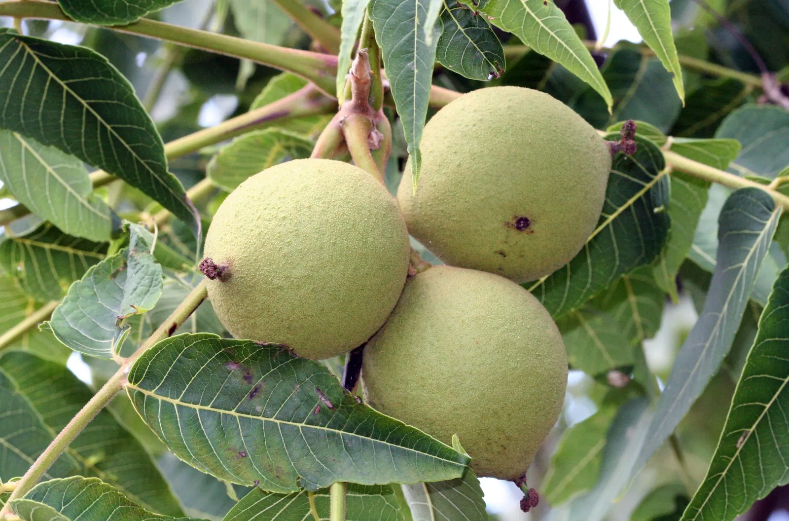 Black Walnut (Juglans Nigra) — each composed of 15 to 23 leaflets; the leaves turn a vibrant yellow, image 62