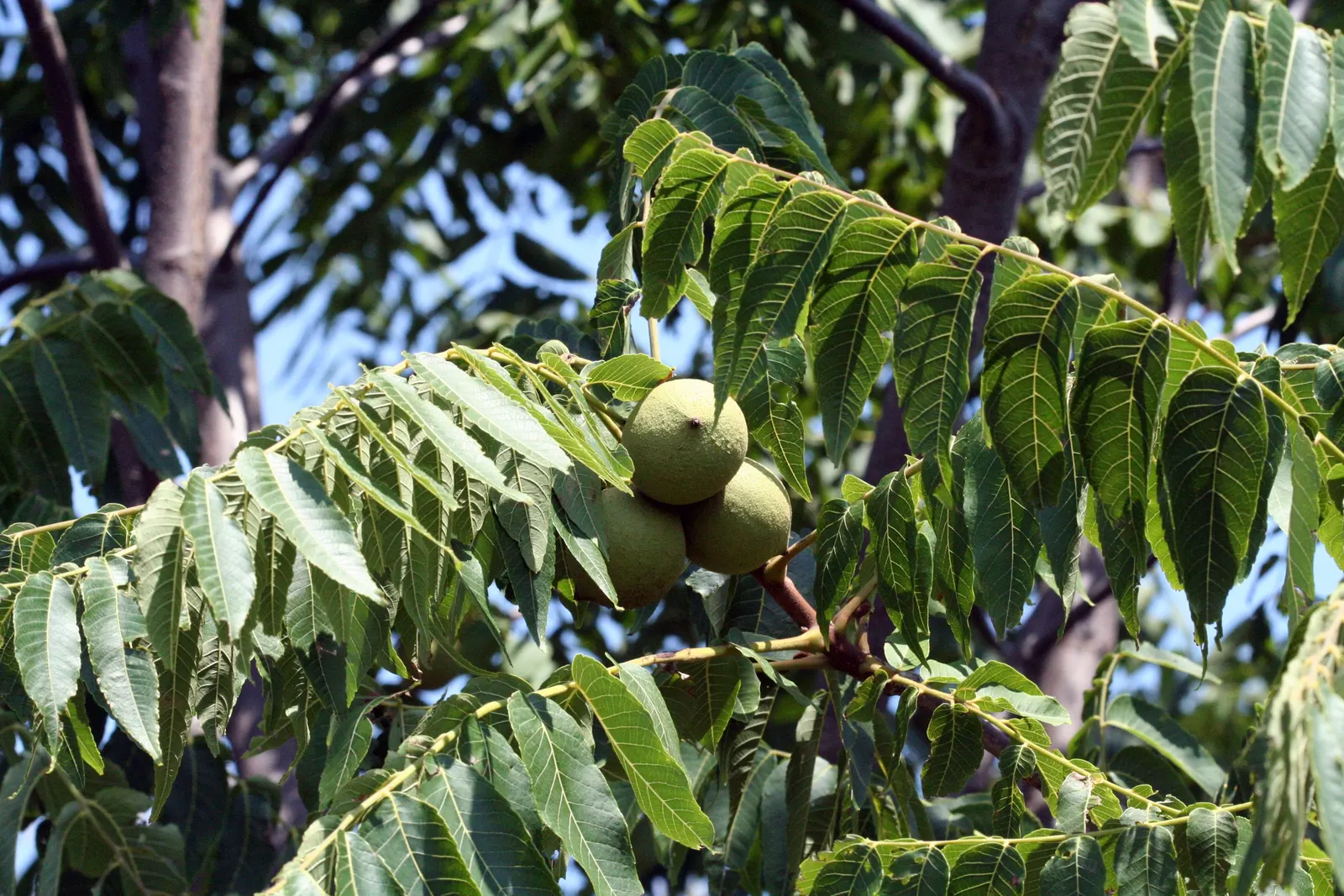 Black Walnut (Juglans Nigra) — fleshy husk and falls to the ground in autumn; the tree's foliage consists of compound leaves that grow up to 24, image 65