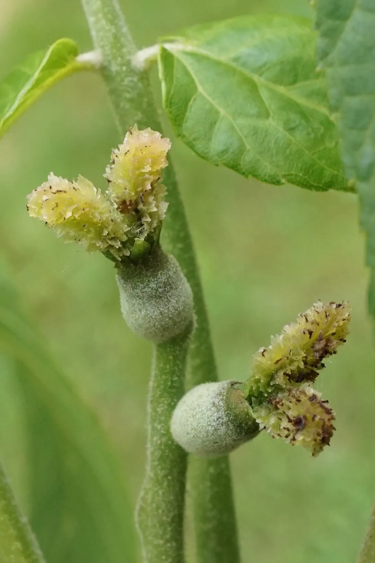Black Walnut (Juglans Nigra) — When designing with the Black Walnut