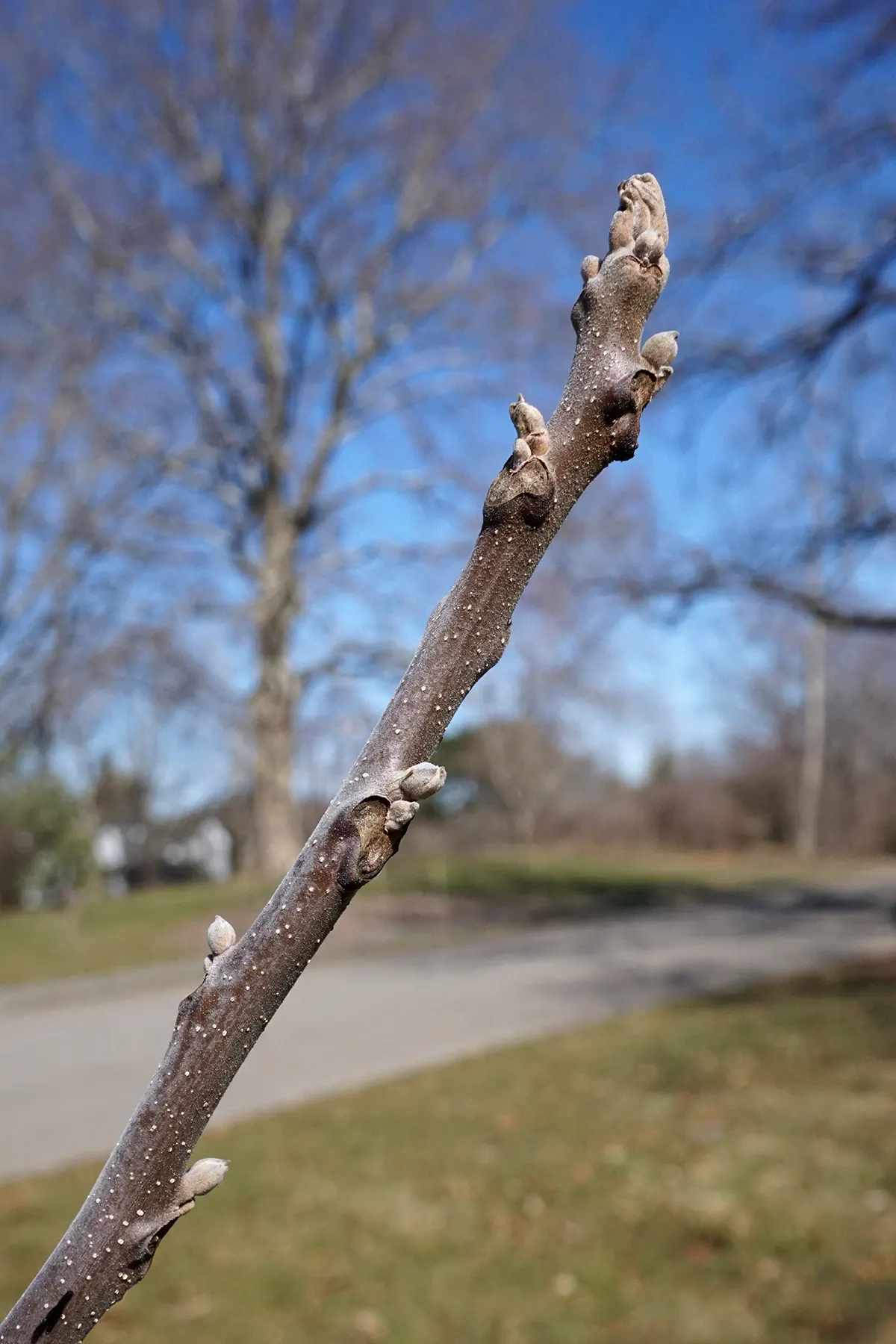 Black Walnut (Juglans Nigra) — a substance that is toxic to some plants; fleshy husk and falls to the ground in autumn