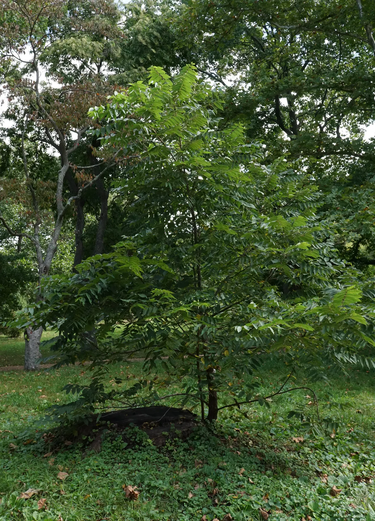 Black Walnut (Juglans Nigra) — providing autumnal interest.<br><br>The tree's fruit; is a stately deciduous tree that is highly prized for both its handsome