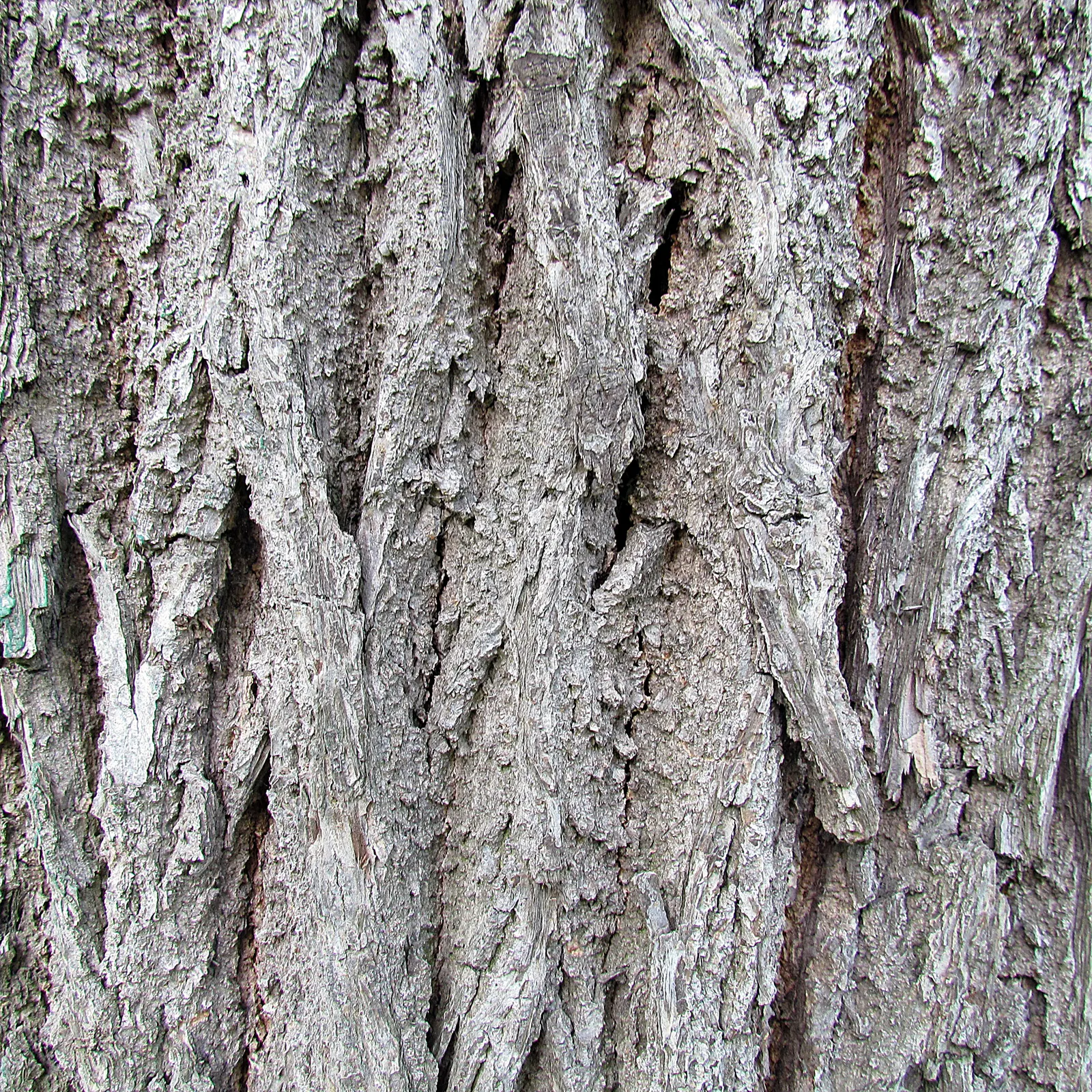 Black Walnut (Juglans Nigra) — with a spread of 50-75 ft; when designing with the Black Walnut, image 48