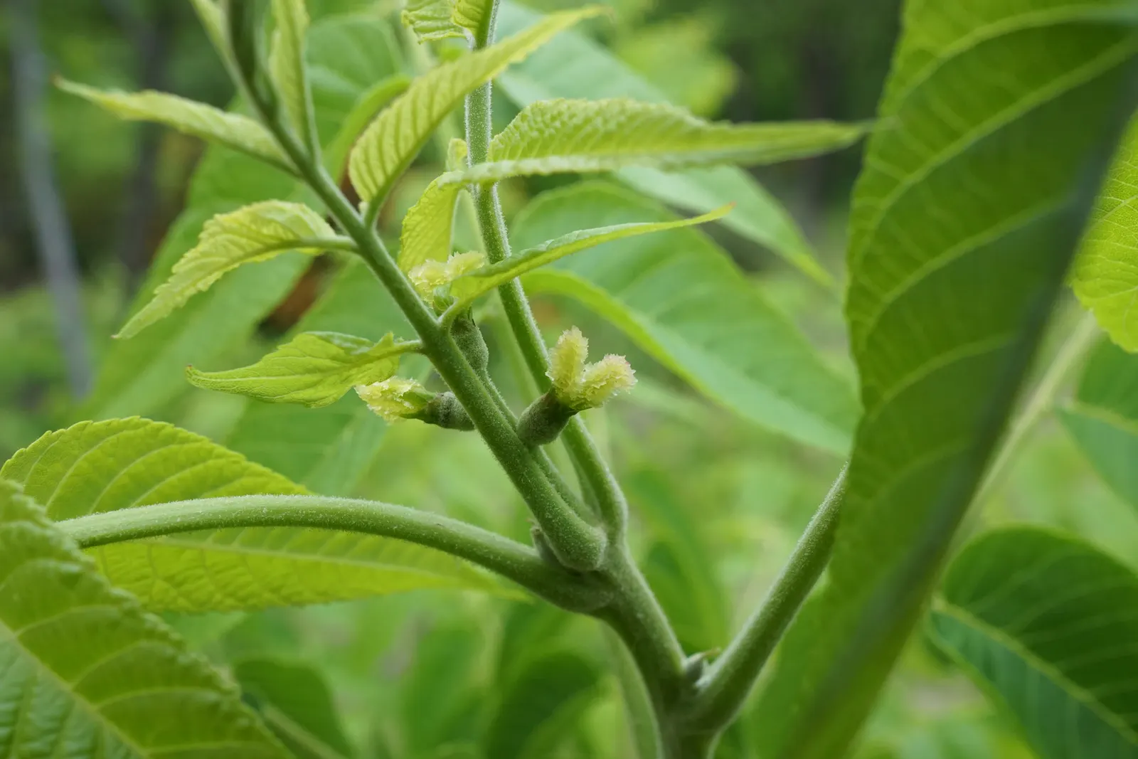 Black Walnut (Juglans Nigra) — is a valuable deciduous hardwood tree