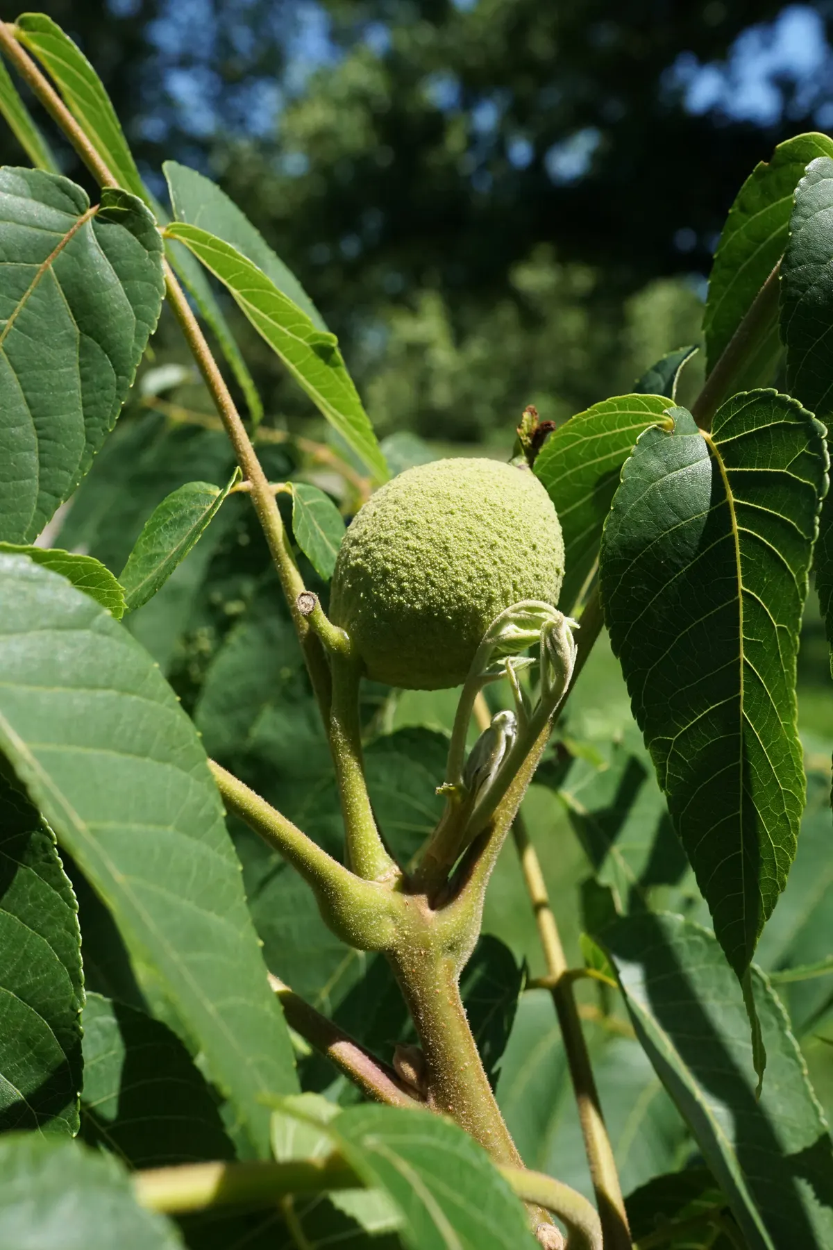Black Walnut (Juglans Nigra) — Its allelopathic nature may inhibit nearby plant growth; often growing to heights of 70 to 100 feet with a canopy, image 51