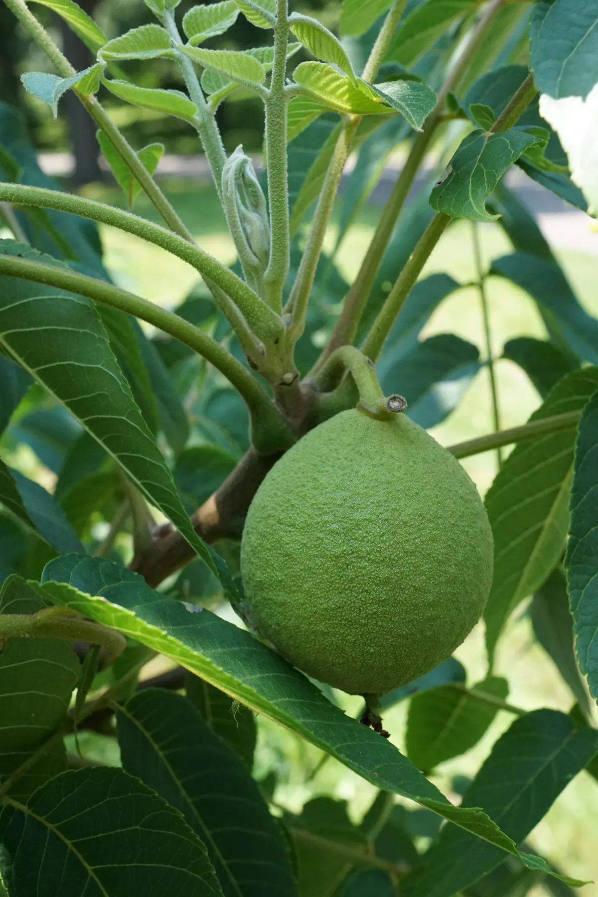 Black Walnut (Juglans Nigra) — so initial placement is crucial for the designed landscape; a substance that is toxic to some plants, image 68