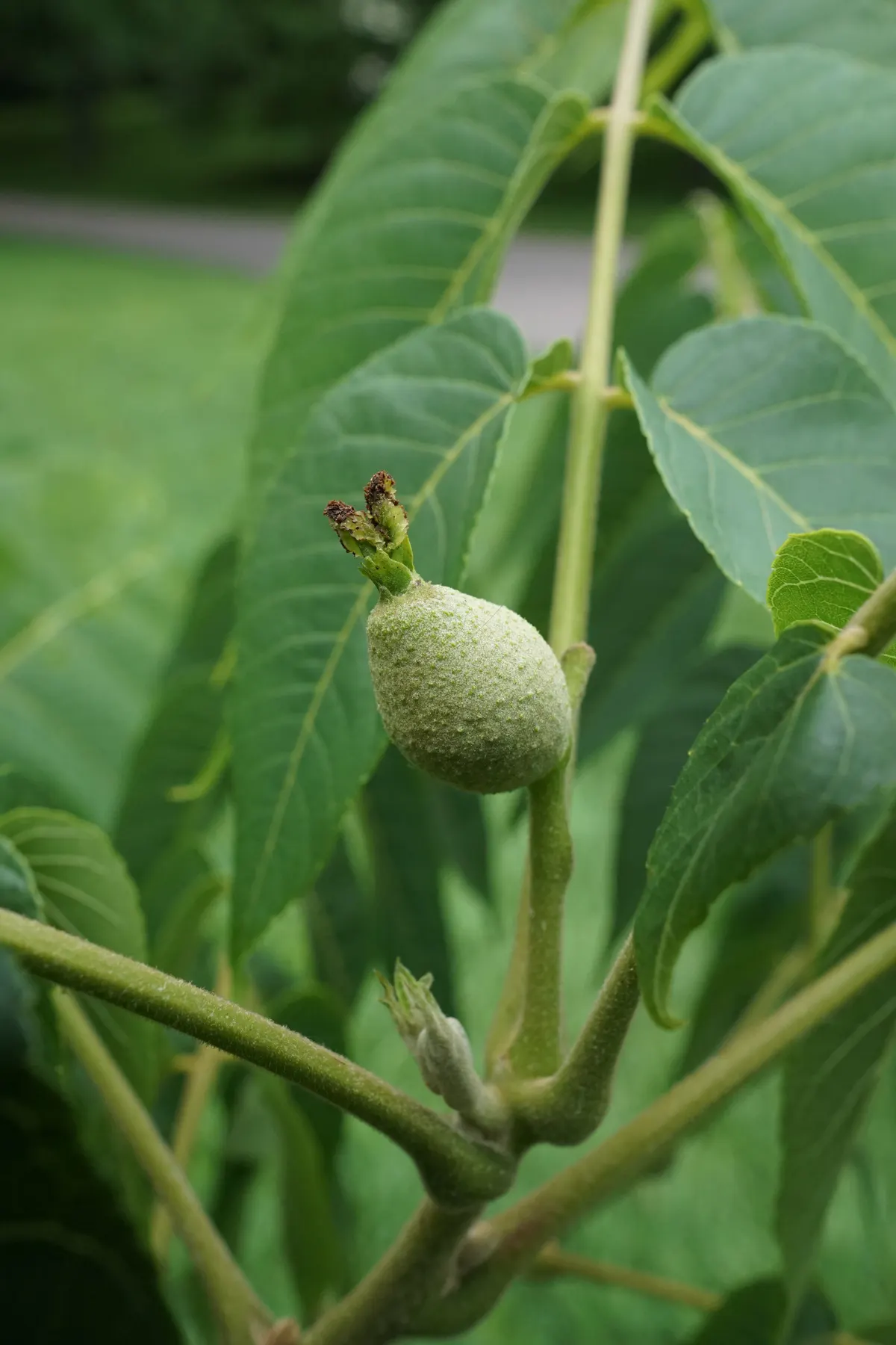 Black Walnut (Juglans Nigra) — the leaves turn a vibrant yellow