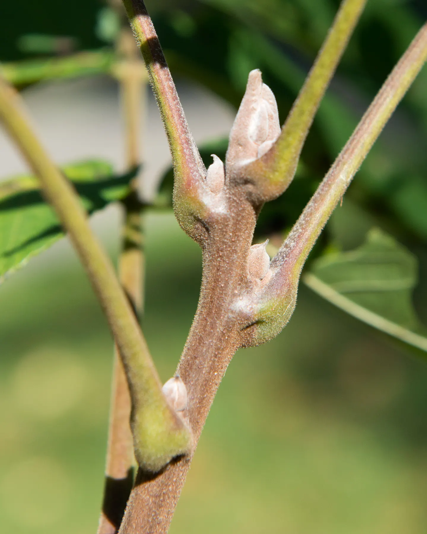 Black Walnut (Juglans Nigra) — The tree's foliage consists of compound leaves that grow up to 24 inches long; it serves as a grand specimen in any, image 61