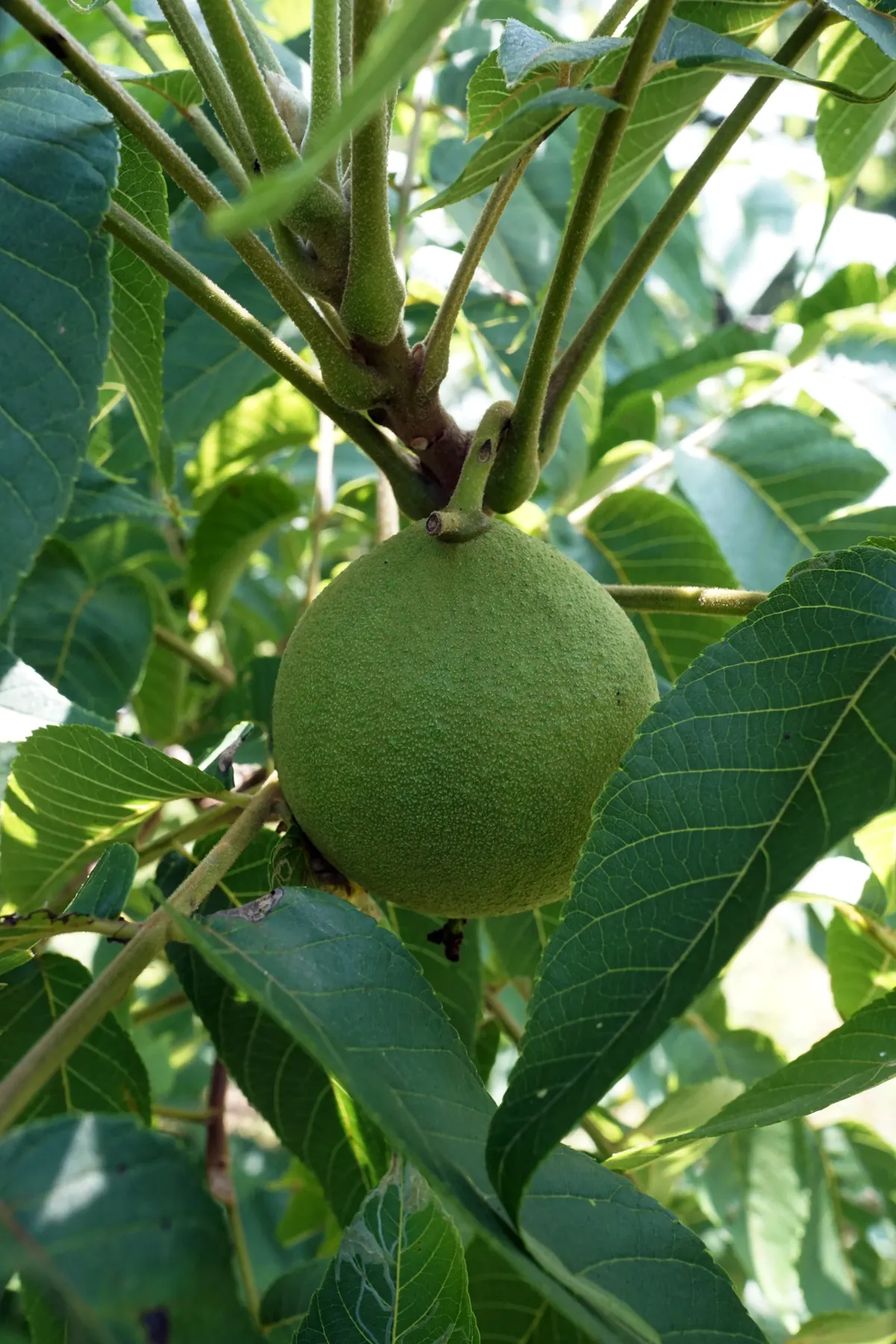 Black Walnut (Juglans Nigra) — it serves as a grand specimen in any landscape; the Black Walnut can be challenging to transplant