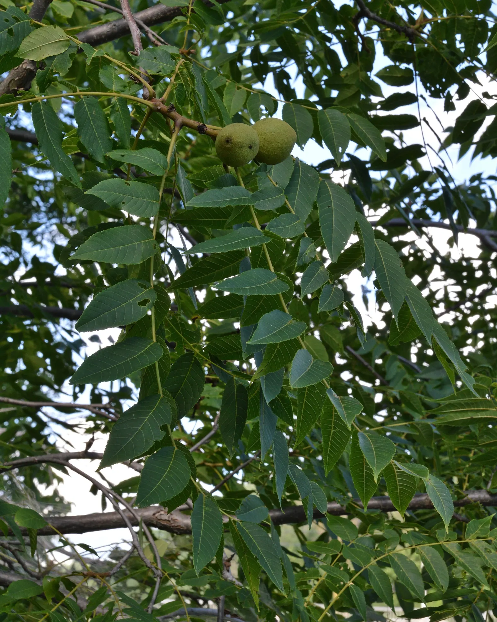 Black Walnut (Juglans Nigra) — It flourishes in deep, fertile, well-drained soils with a pH of slightly acidic to neutral; ridged bark and compound foliage