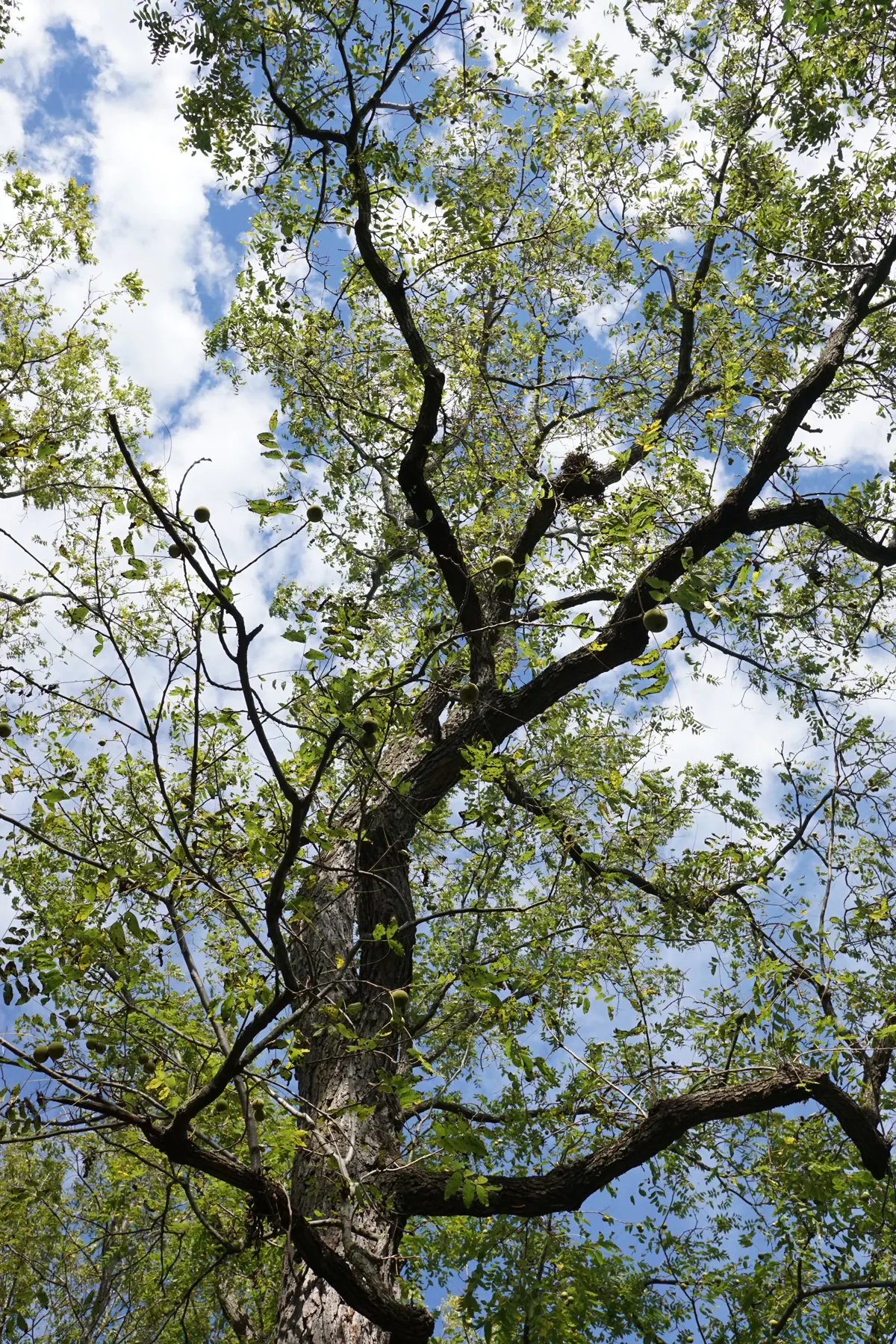 Black Walnut (Juglans Nigra) — a substance that is toxic to some plants; fleshy husk and falls to the ground in autumn, image 59