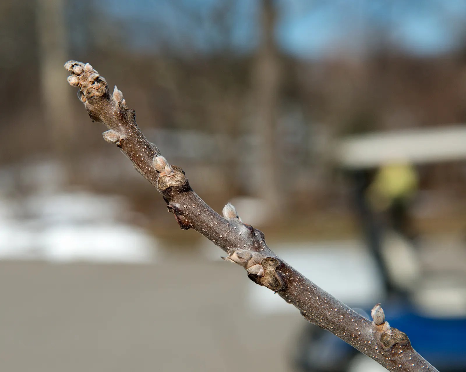 Black Walnut (Juglans Nigra) — it is crucial to consider the allelopathic nature of the tree; it secretes juglone from its roots