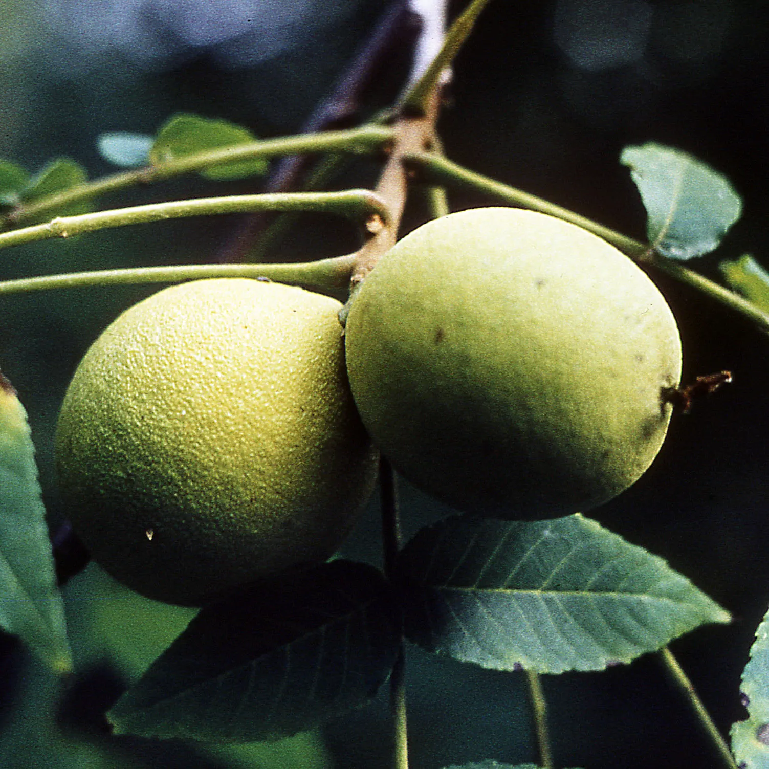 Black Walnut (Juglans Nigra) — It flourishes in deep, fertile, well-drained soils with a pH of slightly acidic to neutral