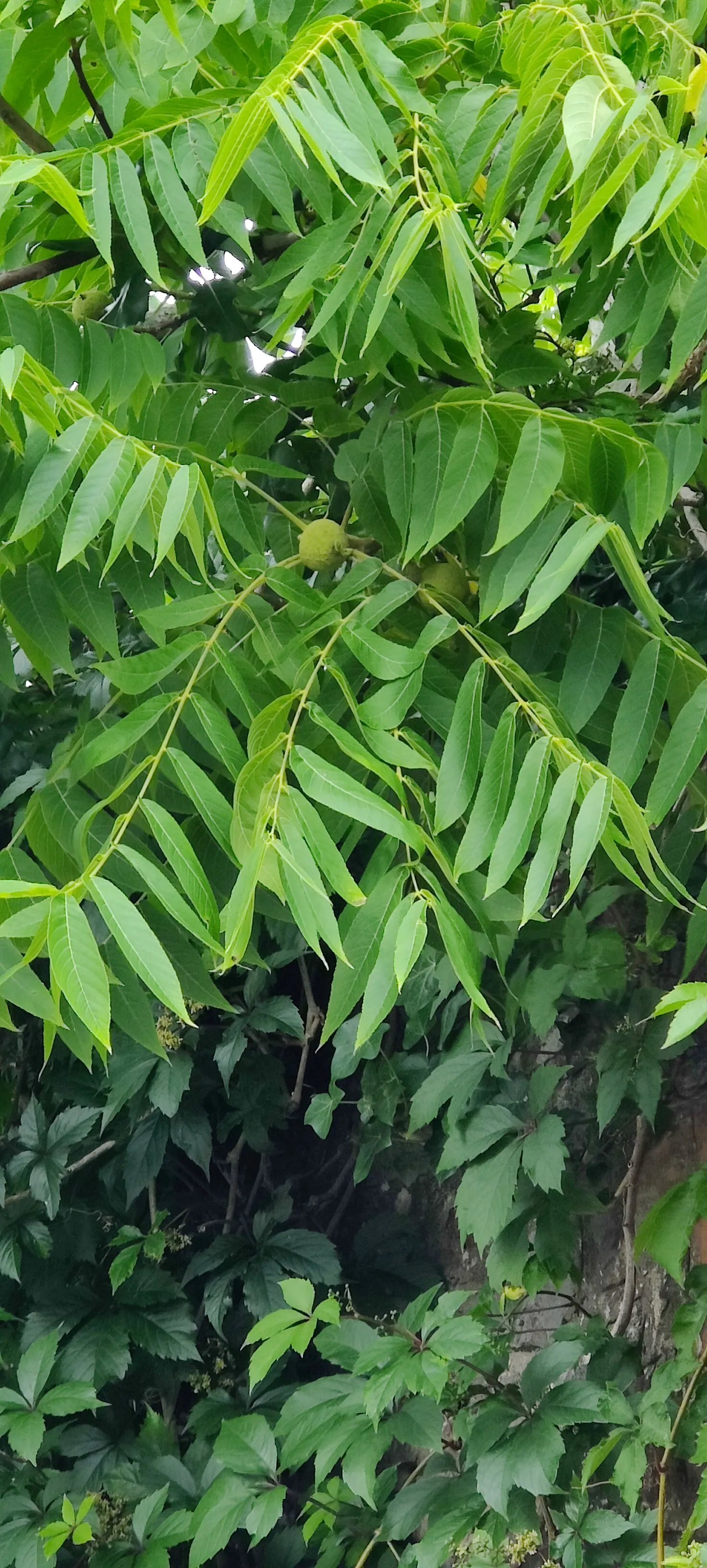 Black Walnut (Juglans Nigra) — preferring well-drained soil and full sun; with a spread of 50-75 ft, image 50