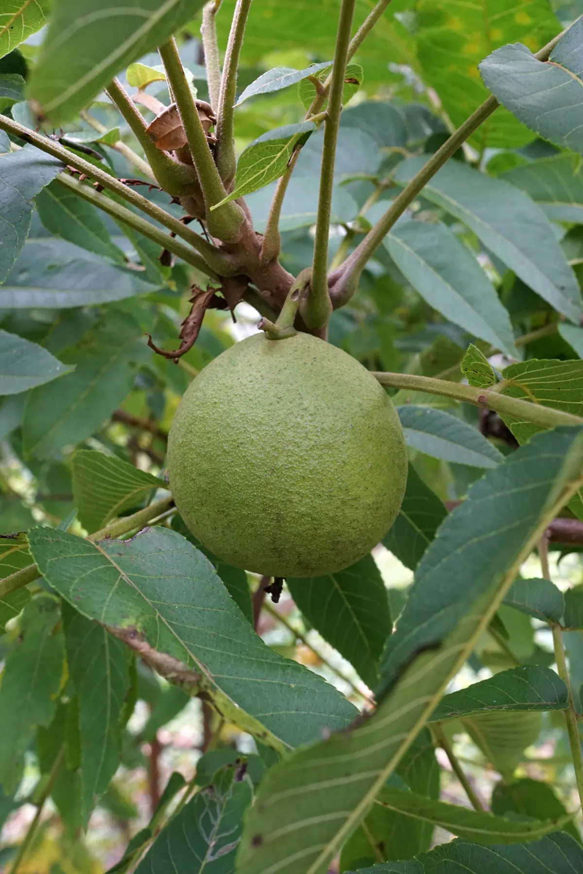Black Walnut (Juglans Nigra) — the leaves turn a vibrant yellow; is a valuable deciduous hardwood tree