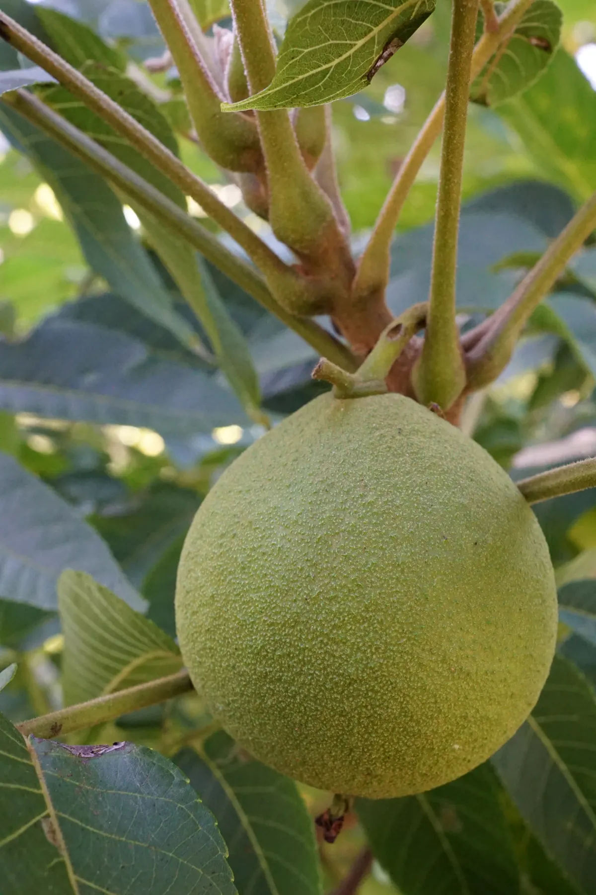 Black Walnut (Juglans Nigra) — it is crucial to consider the allelopathic nature of the tree; it secretes juglone from its roots, image 35