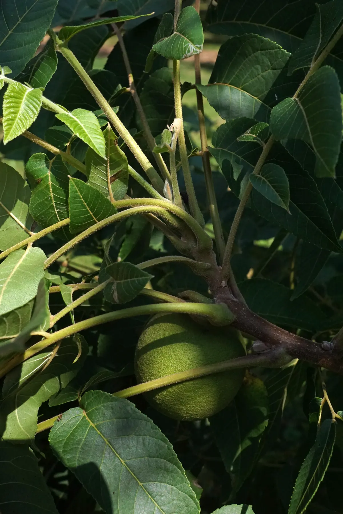 Black Walnut (Juglans Nigra) — Often growing to heights of 70 to 100 feet with a canopy spread of 50 to 70 feet upon maturity; it flourishes in deep, fertile