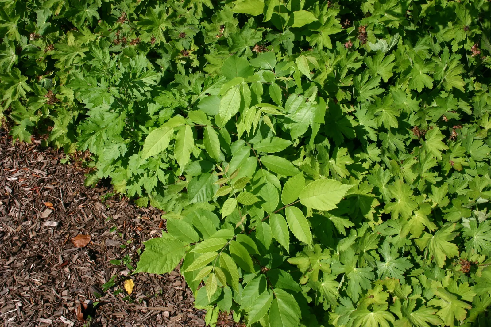 Black Walnut (Juglans Nigra) — it is crucial to consider the allelopathic nature of the tree; it secretes juglone from its roots, image 58