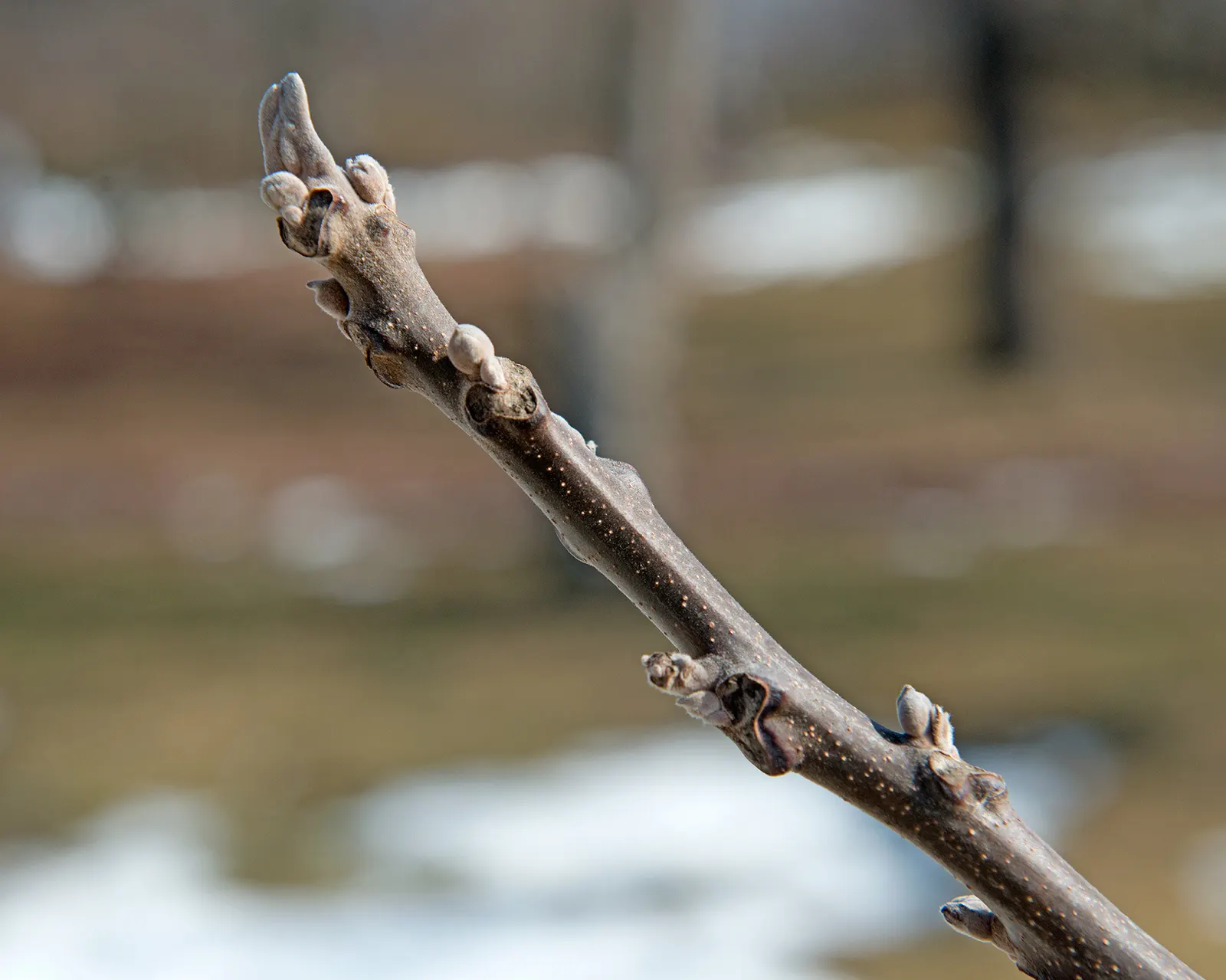 Black Walnut (Juglans Nigra) — is a valuable deciduous hardwood tree; preferring well-drained soil and full sun, image 70