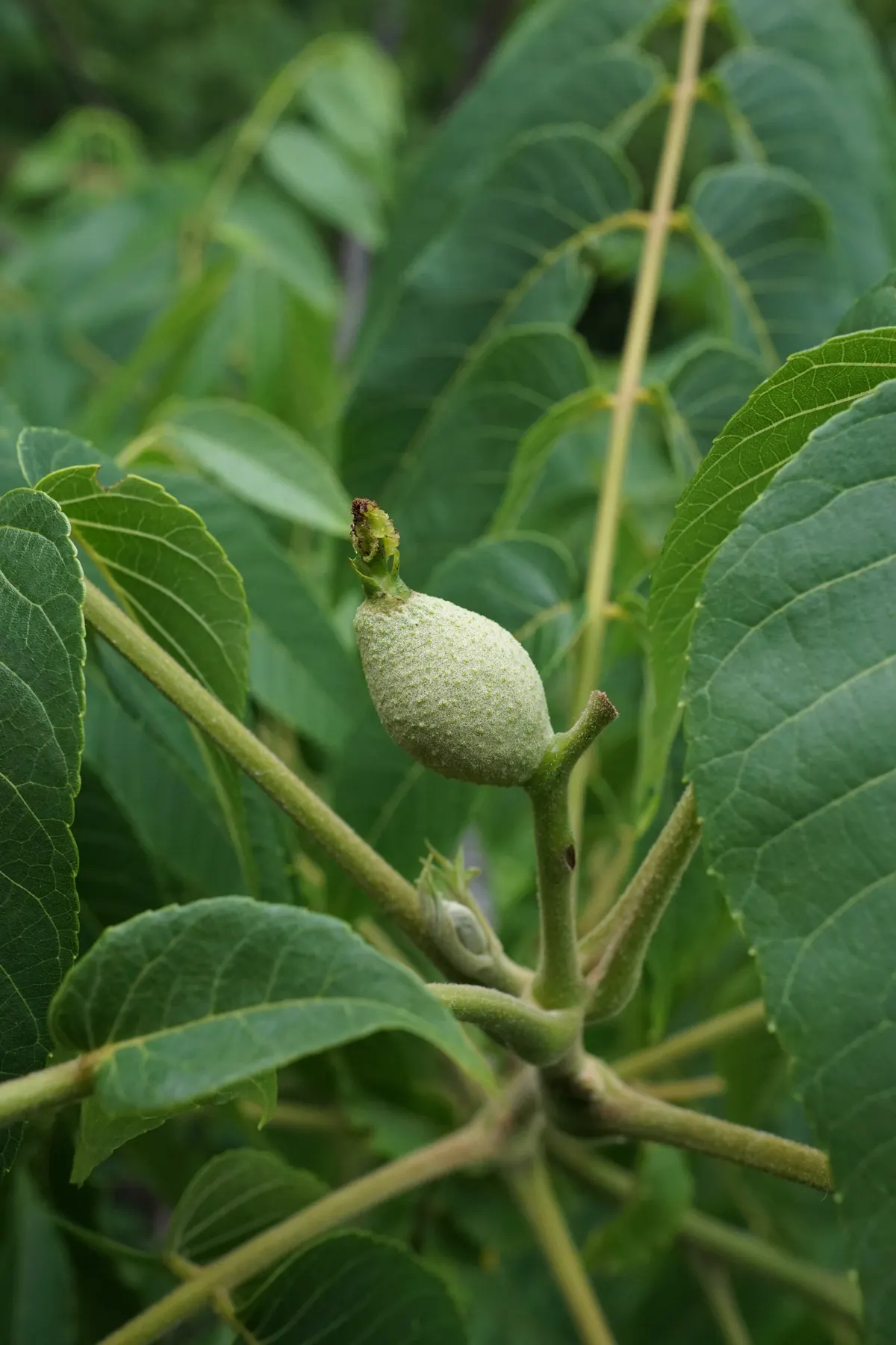 Black Walnut (Juglans Nigra) — each composed of 15 to 23 leaflets