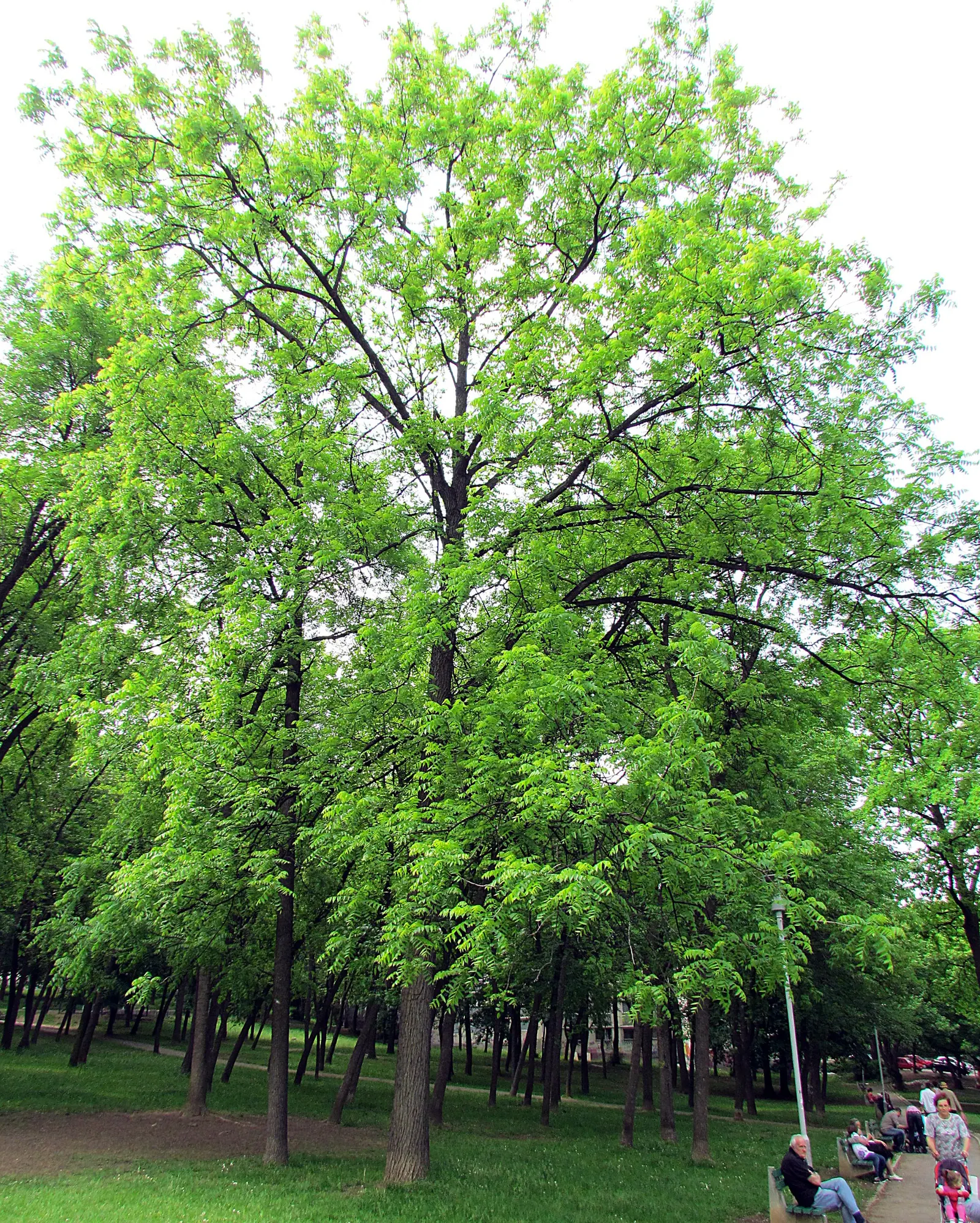 Black Walnut (Juglans Nigra) — ridged bark and compound foliage; providing autumnal interest.<br><br>The tree's fruit, image 49