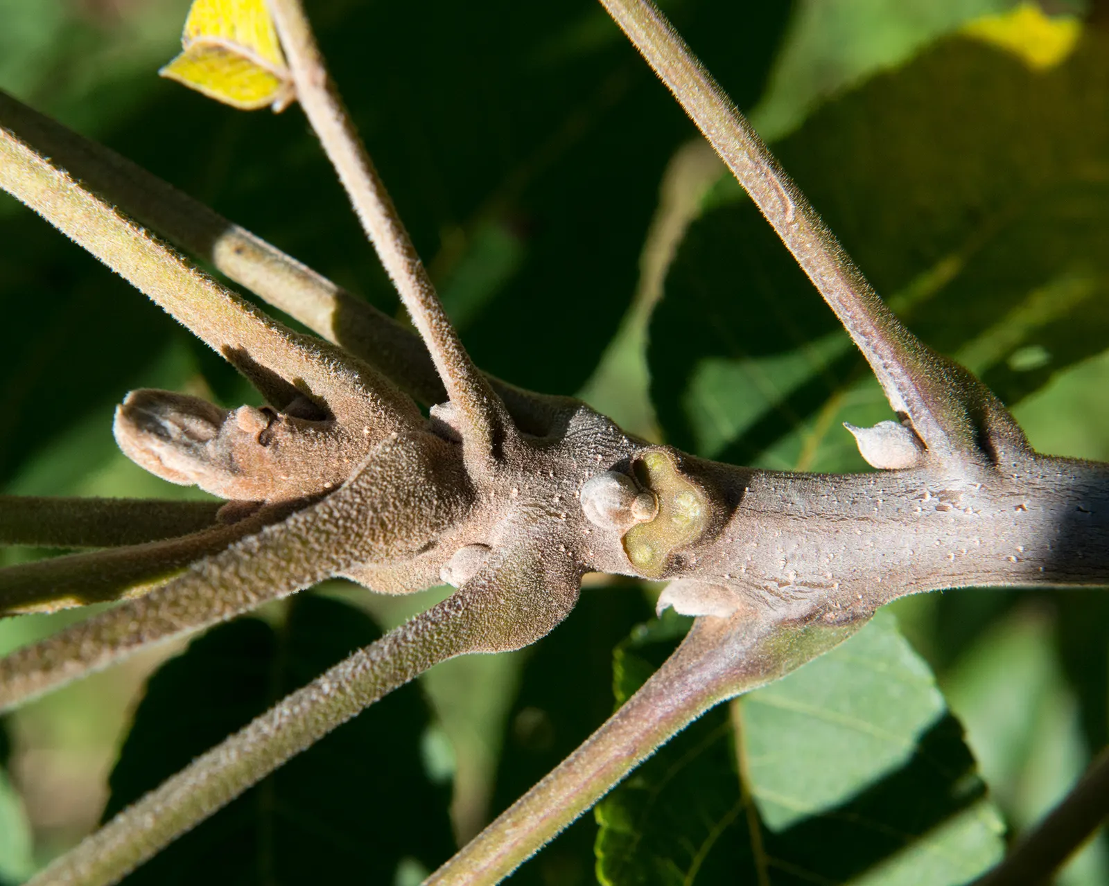 Black Walnut (Juglans Nigra) — it serves as a grand specimen in any landscape