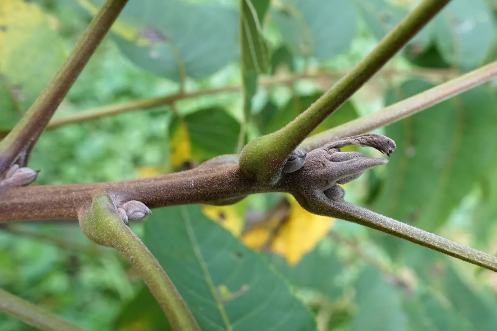 Black Walnut (Juglans Nigra) — is a valuable deciduous hardwood tree; preferring well-drained soil and full sun, image 47