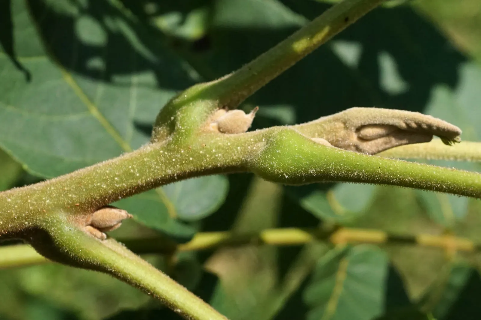 Black Walnut (Juglans Nigra) — each composed of 15 to 23 leaflets; the leaves turn a vibrant yellow