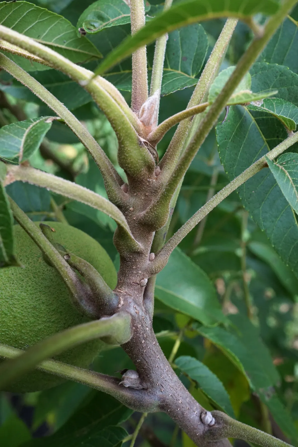 Black Walnut (Juglans Nigra) — Ideal for spacious landscapes due to its grand stature and shading canopy; tree for full, image 53