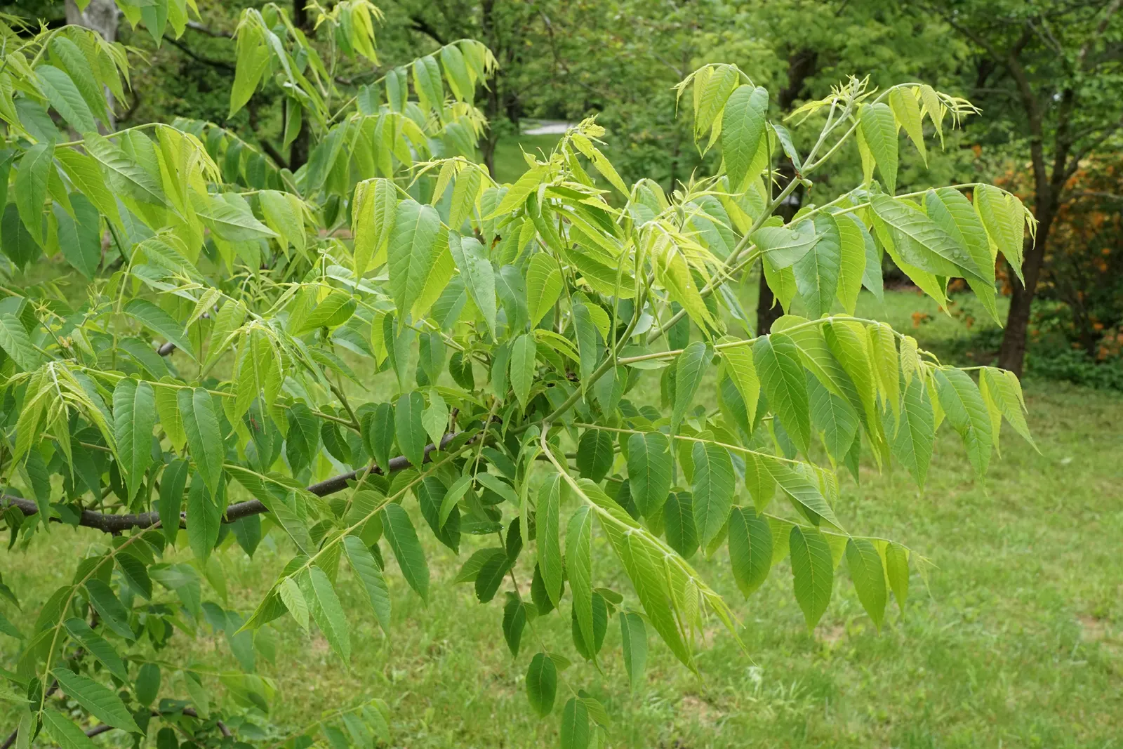 Black Walnut (Juglans Nigra) — It flourishes in deep, fertile, well-drained soils with a pH of slightly acidic to neutral; ridged bark and compound, image 60
