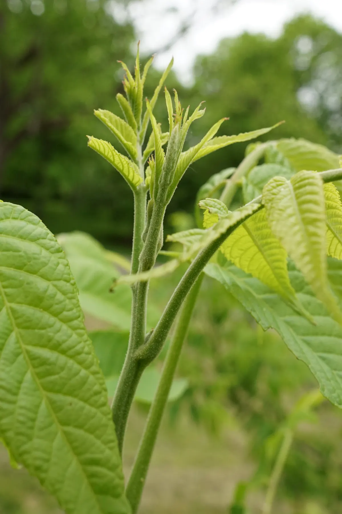 Black Walnut (Juglans Nigra) — the Black Walnut can be challenging to transplant; produces edible nuts encased in thick husks, maturing in autumn, image 67